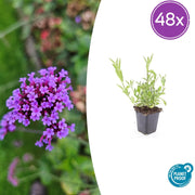 48x Verbena bonariensis - ↕10-25cm - Ø9cm