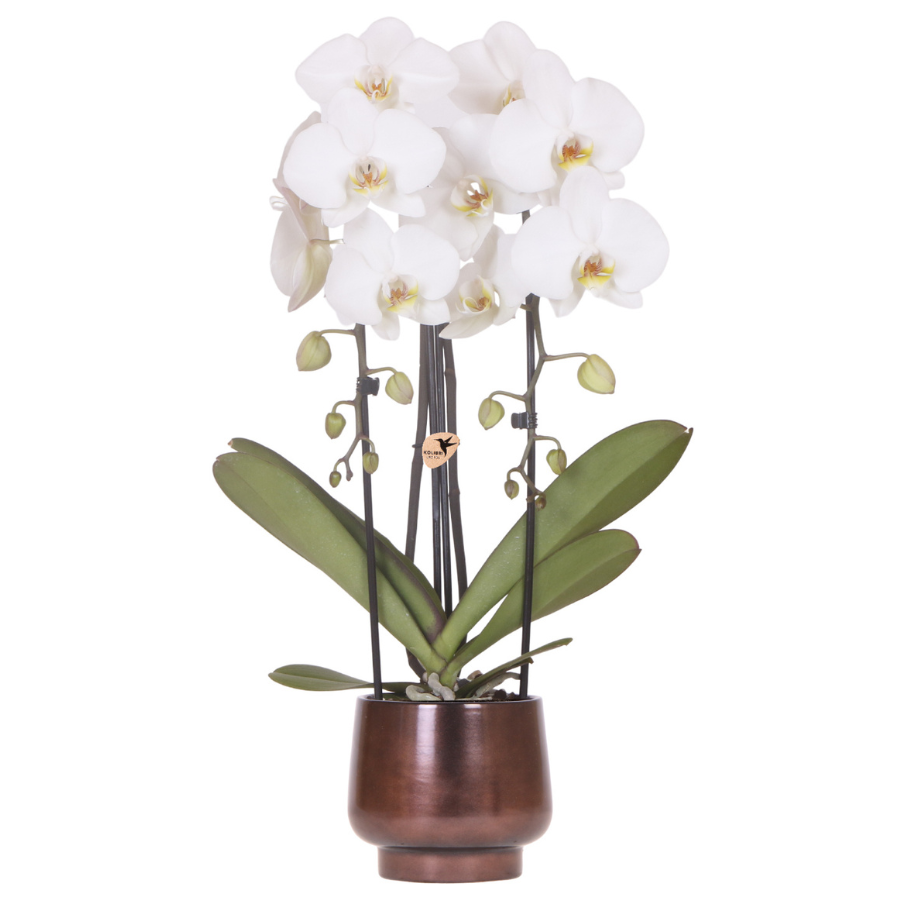 Kolibri Orchids | Scandic Copper pot Ø12cm met witte Niagara Falls orchidee – vers van de kweker
