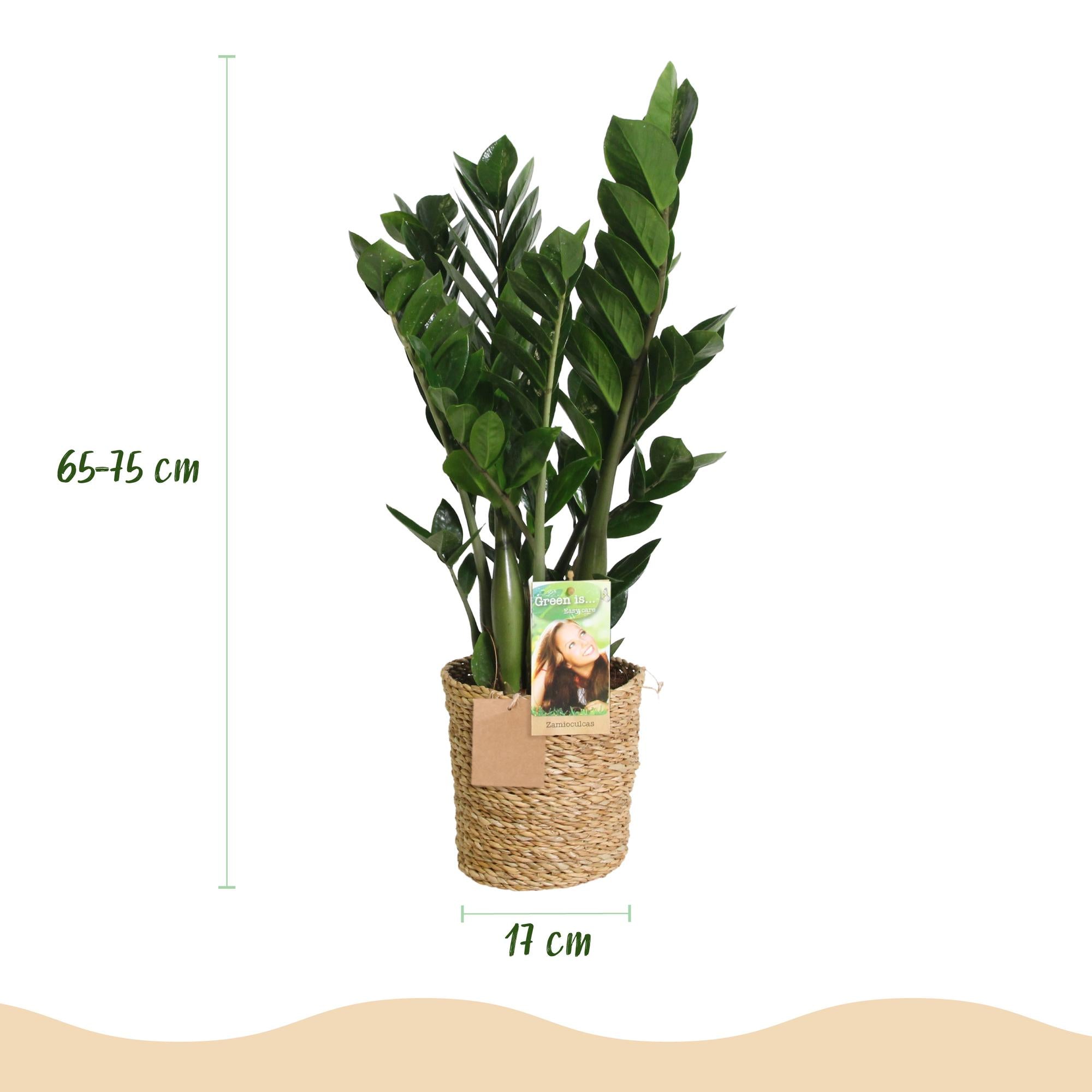 Zamioculcas - ZZ-plant - met mand - Pot 17cm - Hoogte 65-75cm
