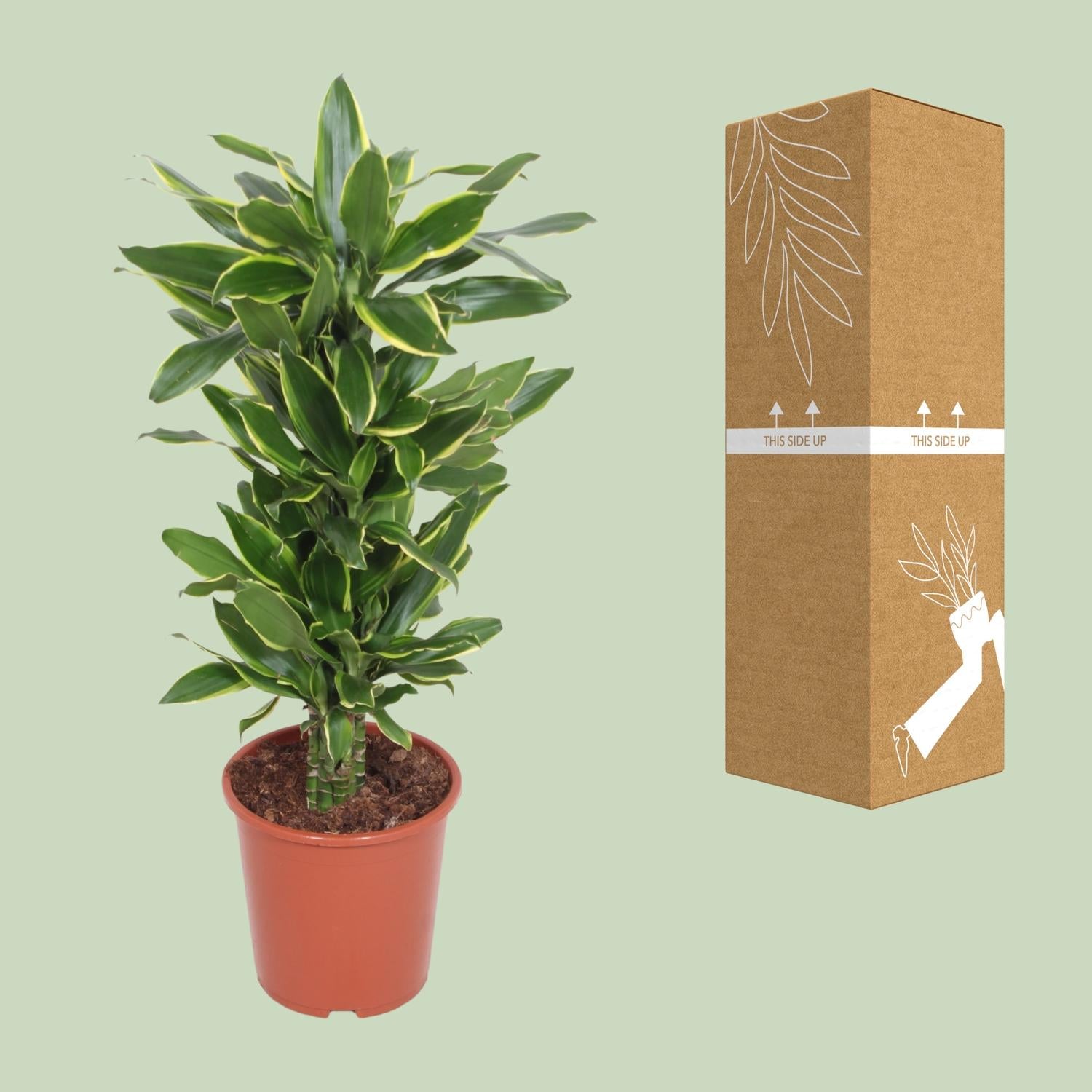 Dracaena Costa Dorata - Ø27cm - ↕110cm
