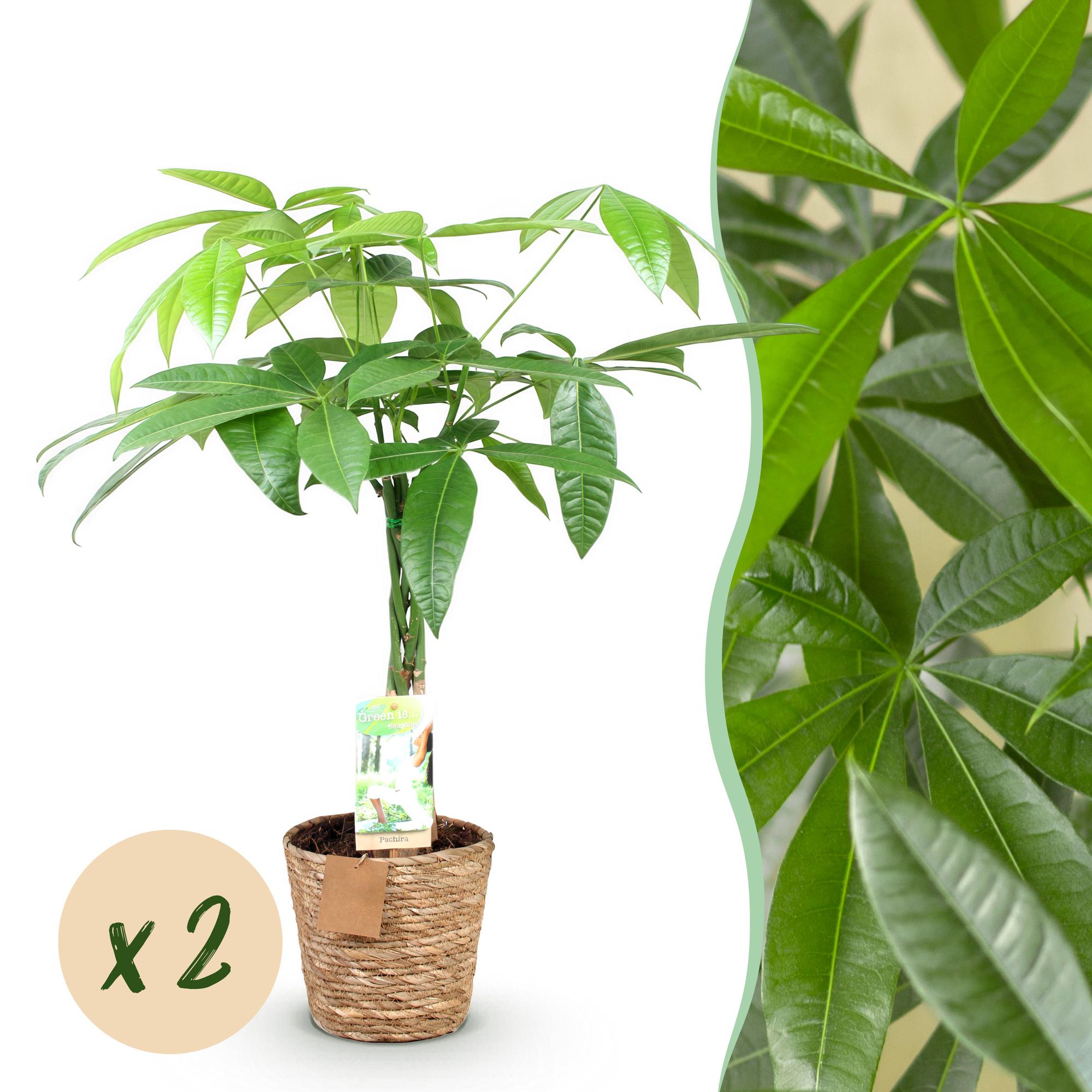 Pachira Aquatica gevlochten stam - Geldboom - met mand - Pot 17cm - Hoogte 60-70cm 2x