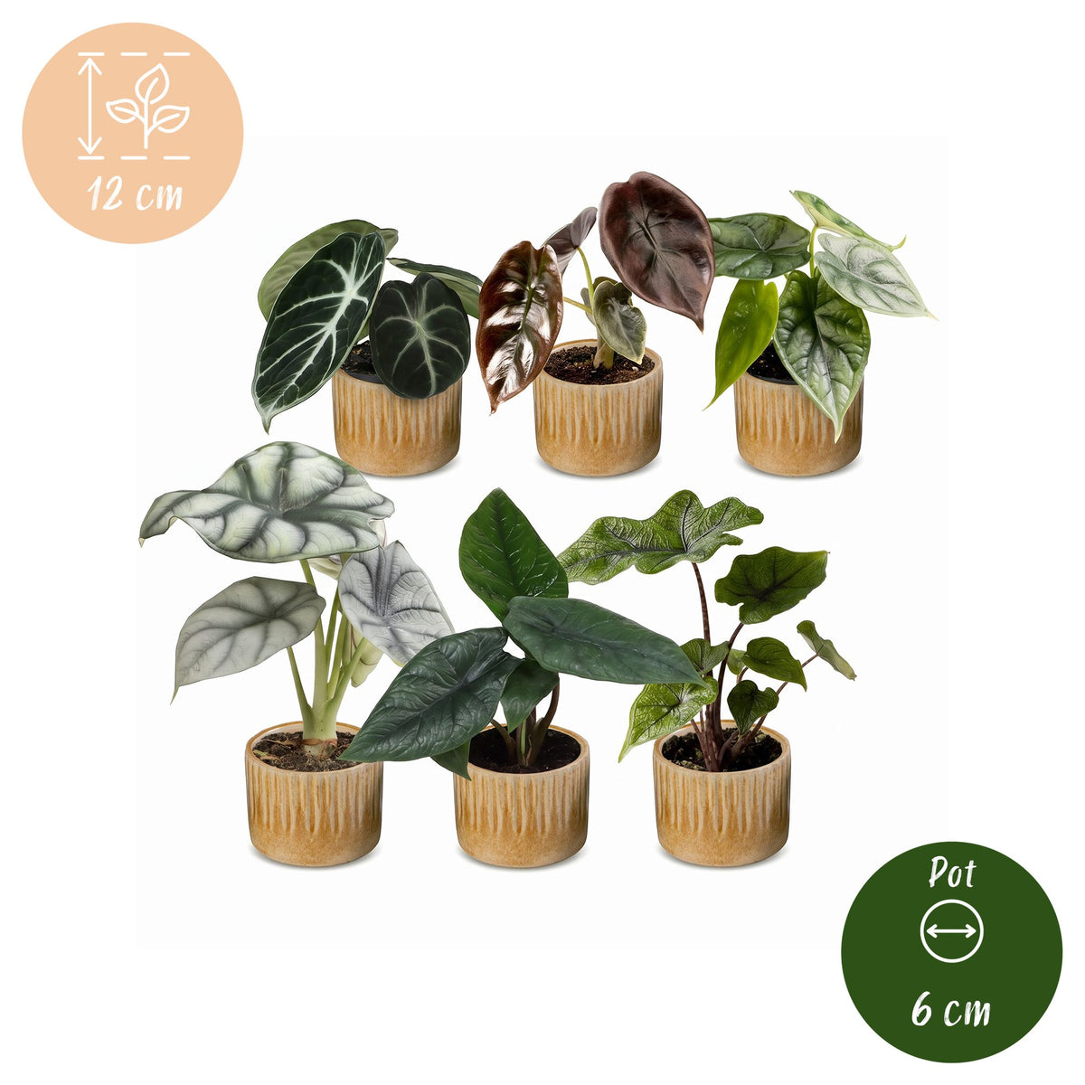 Baby Alocasia Familie 6x- Rood - Groen - Zwart - Zilver - Grijs - Tropisch - incl. Linnea Honey - Ø6cm - ↕12cm