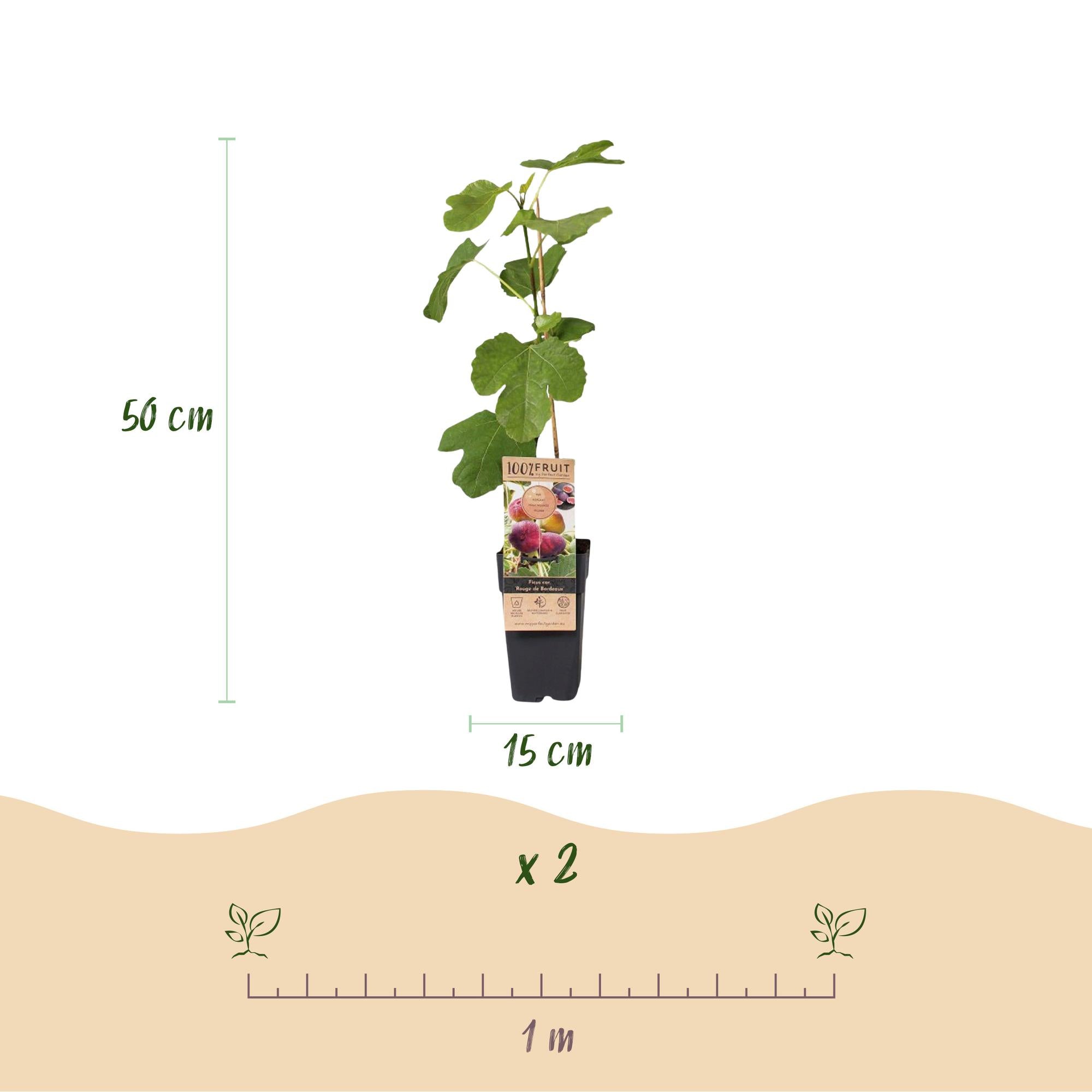 Ficus carica Rouge de Bordeaux - Vijgenboom - Winterhard - Paarse Vrucht - 2 Planten - Pot 15cm - Hoogte 50cm
