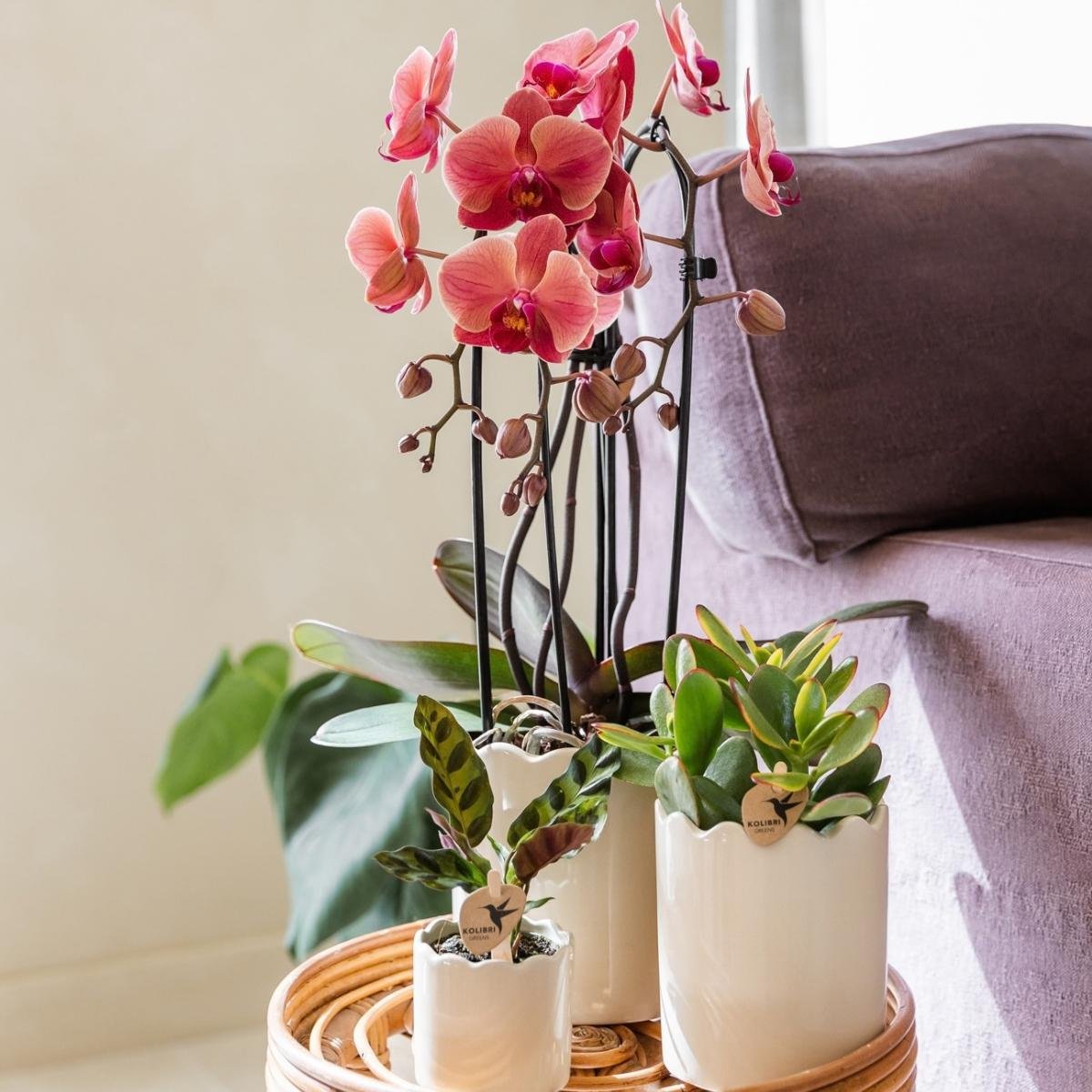 Kolibri Orchids | Combi Deal - 4 Zalmroze Phalaenopsis Orchideeën Niagara Fall Narbonne - Ø12 cm