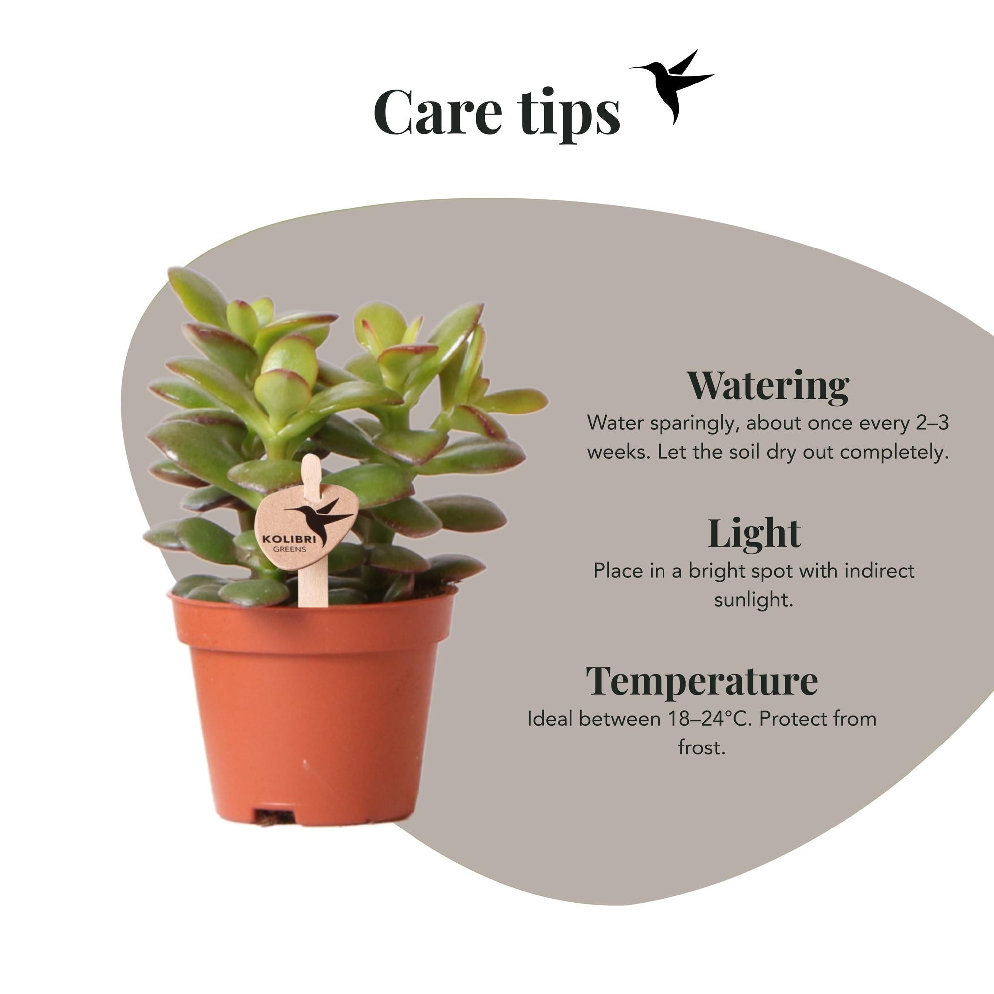 Kolibri Greens | Groene plant - Succulent Crassula Minor potmaat Ø6cm | groene kamerplant - vers van de kweker