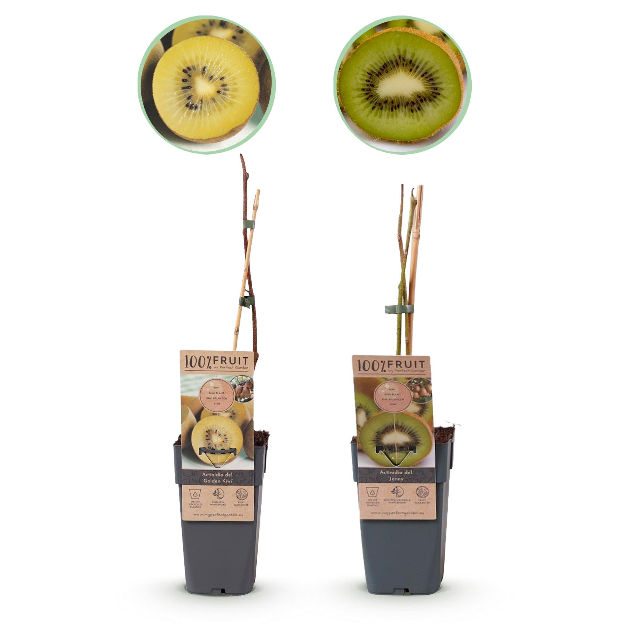 Groene & Gele Kiwi - Actinidia deliciosa Jenny & Golden Kiwi  - 2 planten  - Pot 15cm Hoogte 50cm