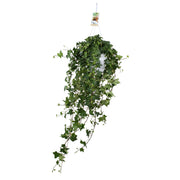 Hedera Helix Pitsburg - Hanging/XXL - Ø17cm - ↕90cm
