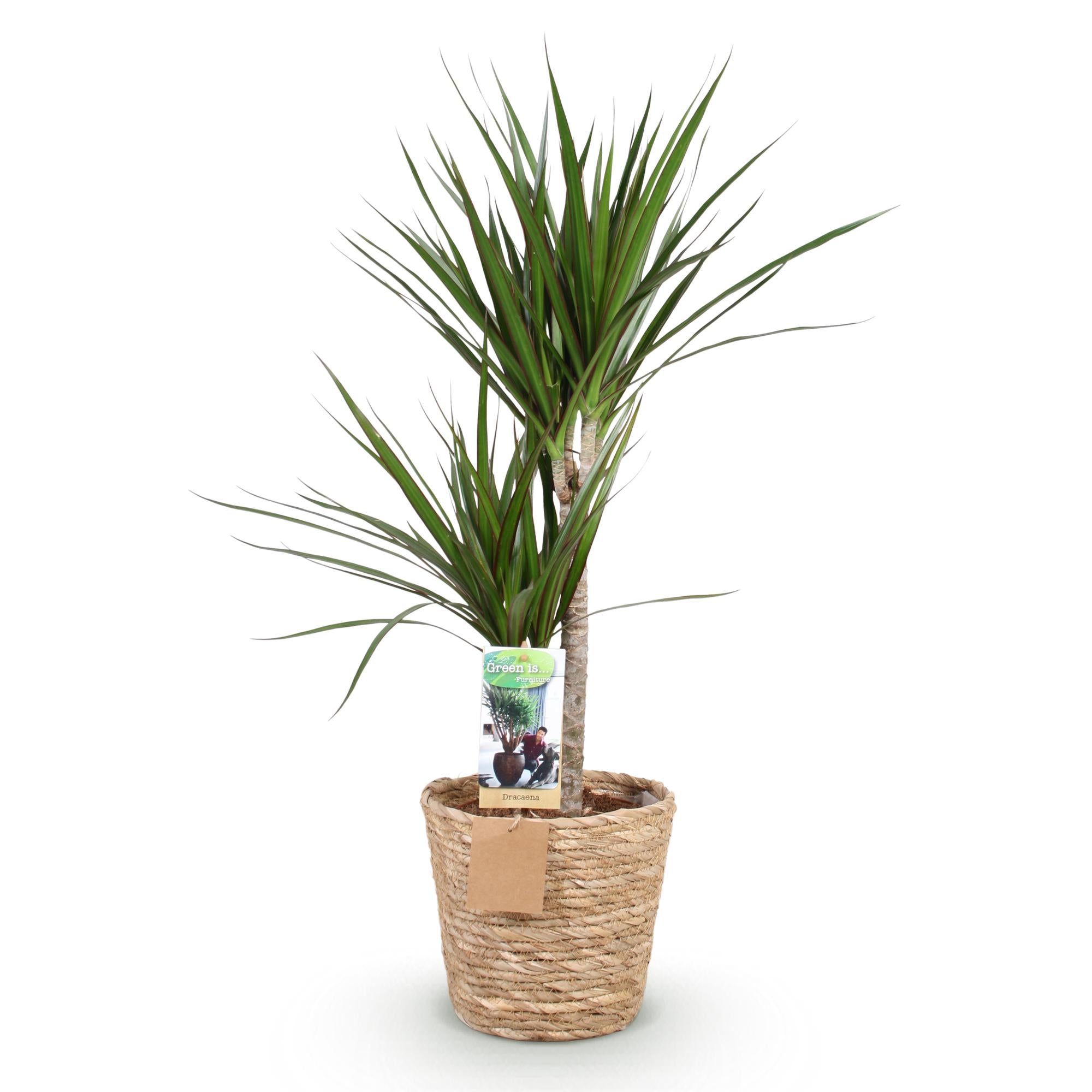 Dracaena Marginata - Drakenbloedboom - Weinig onderhoud - met mand - Groen - 1 Plant - Pot 21cm - Hoogte 90-100cm