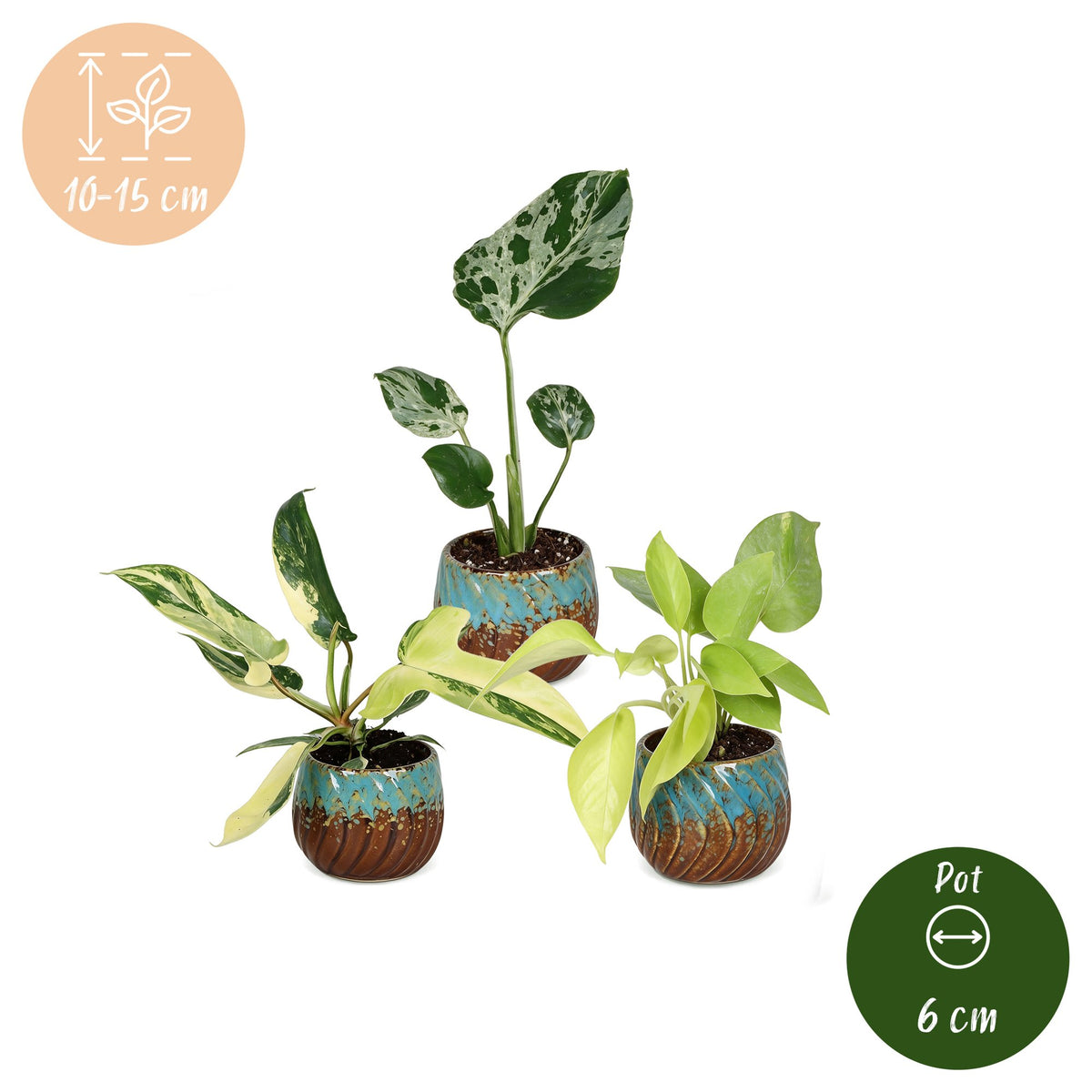 Baby Planten Tropical Mix - Diversen 3x - Tropisch - incl. Copper Reef - Ø6cm - ↕10-15cm
