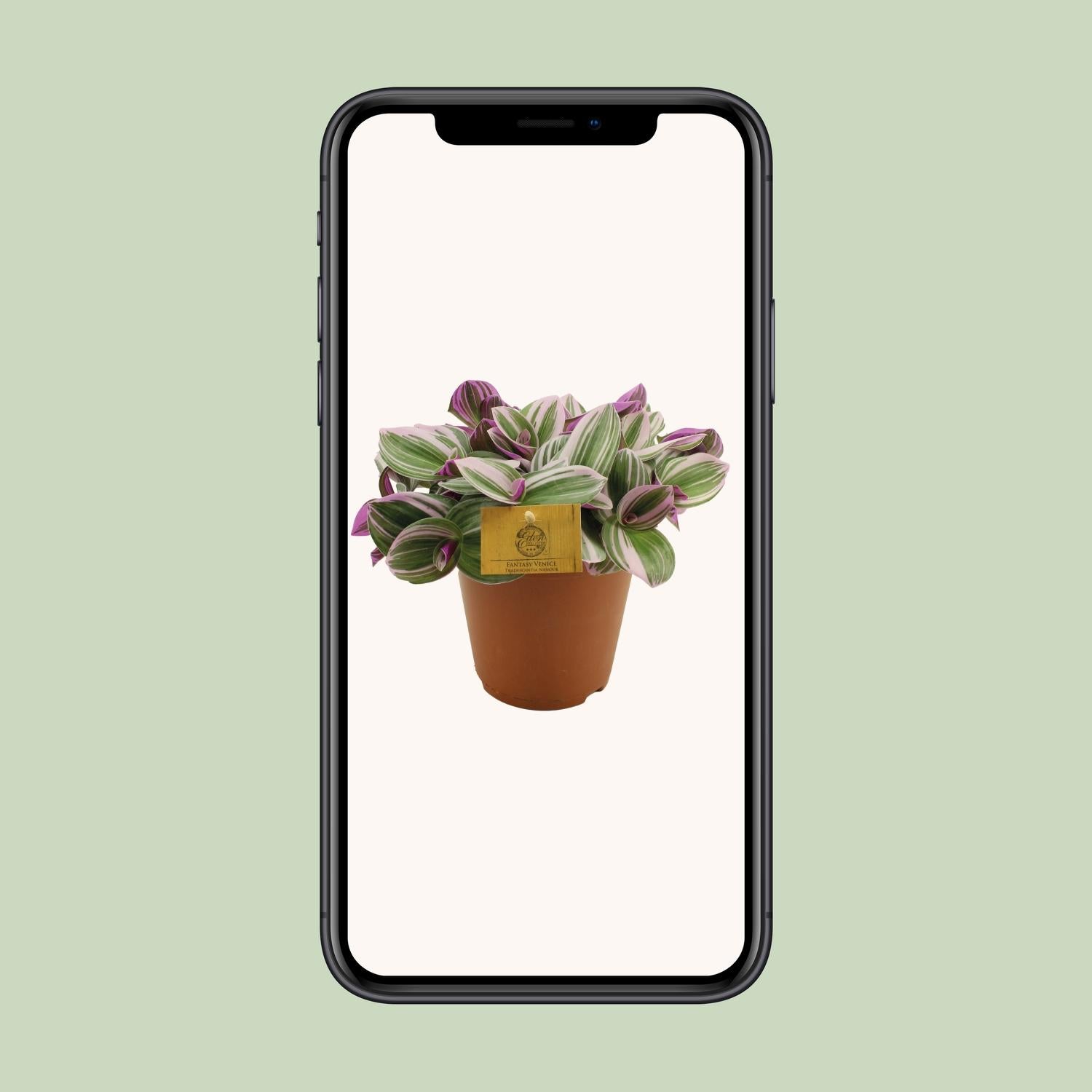 Tradescantia Nanouk - Ø15cm - ↕25cm