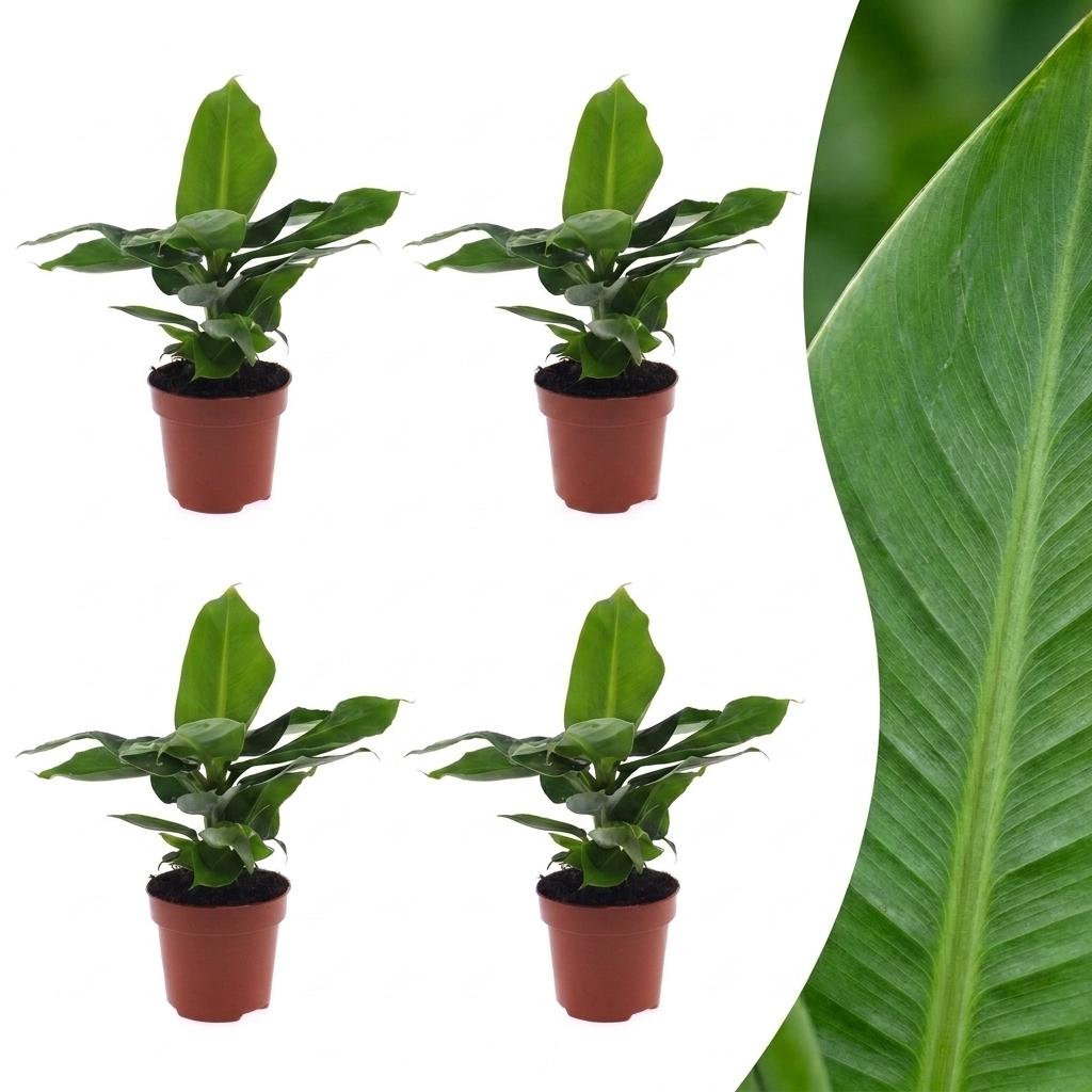 Musa Oriental Dwarf - Dwergbanaan - 4x - Pot 12cm - Hoogte - 30cm