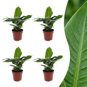 Musa Oriental Dwarf - Dwergbanaan - 4x - Pot 12cm - Hoogte - 30cm