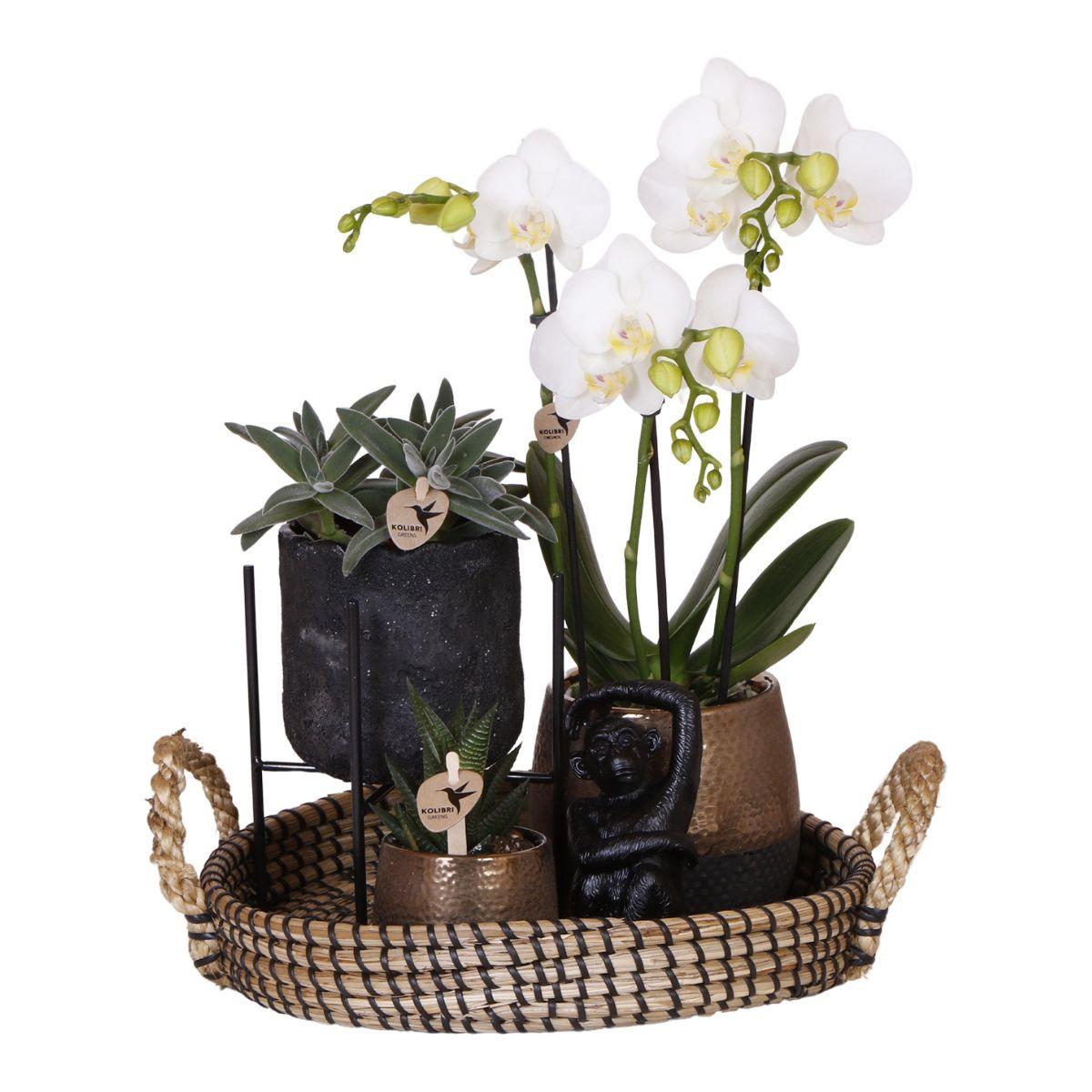 Kolibri Company | Coffret cadeau Nature Urbaine | Ensemble de plantes comprenant une orchidée Phalaenopsis et des succulentes, avec pots décoratifs en céramique