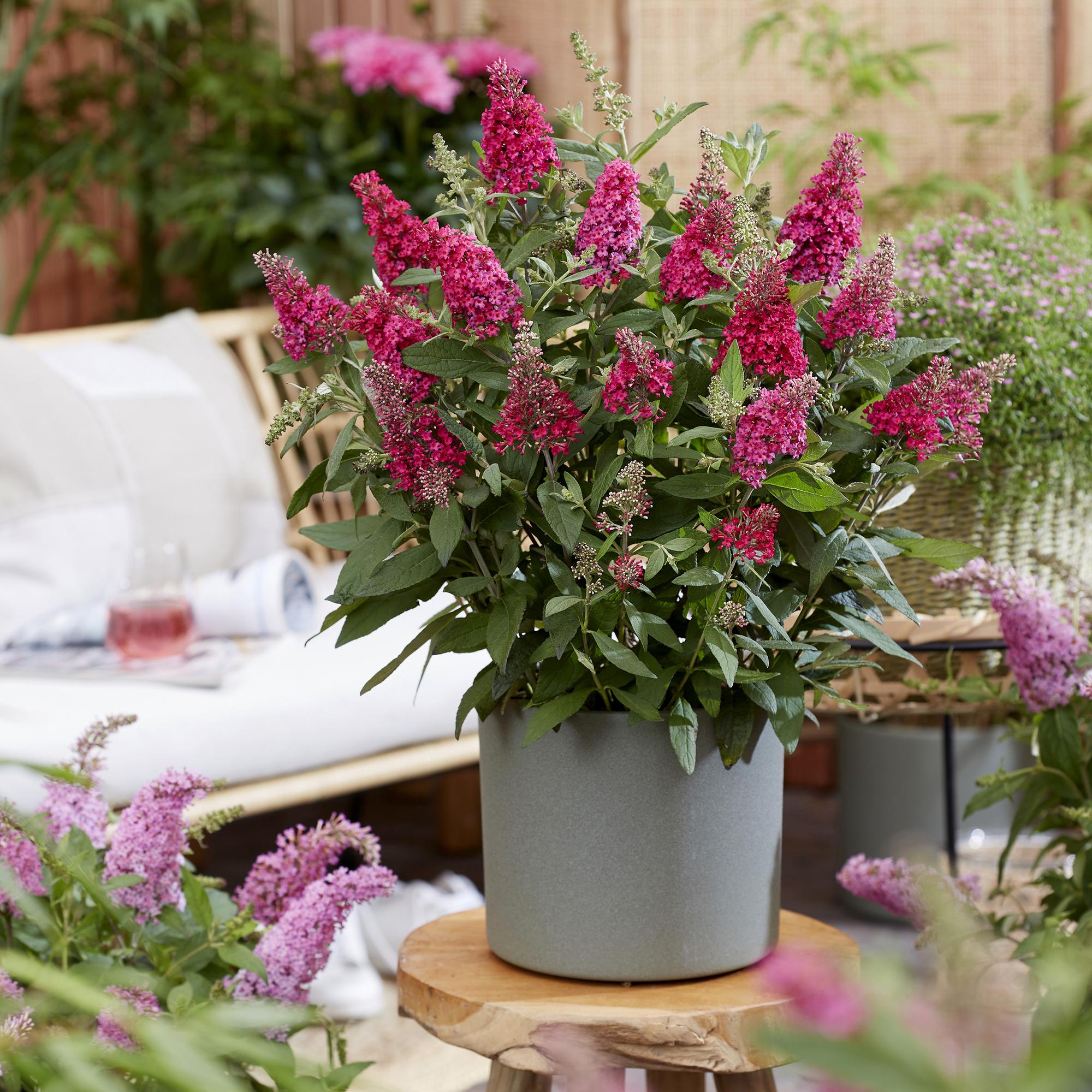 Buddleja davidii Butterfly Candy Little Ruby - Vlinderstruik - Compact - Rood - 3 Planten - Pot 12cm - Hoogte 20-25cm