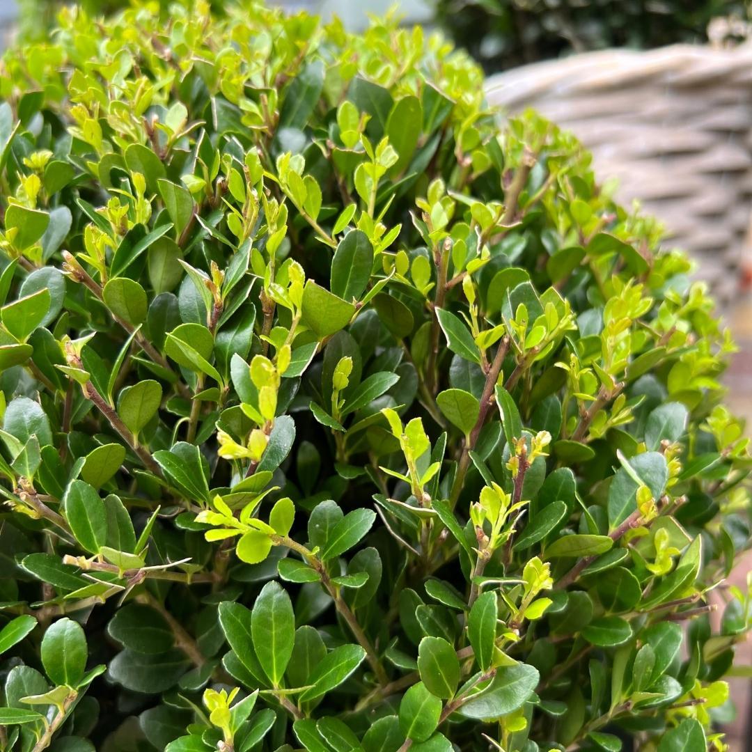 2x Ilex crenata 'Jenny' palla XL | set da 2 | 25 cm Ø