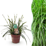 Carex oshimensis Intense Green - Groen - 1 Plant - Groenblijvend - Winterhard - Pot 17cm Hoogte 50cm
