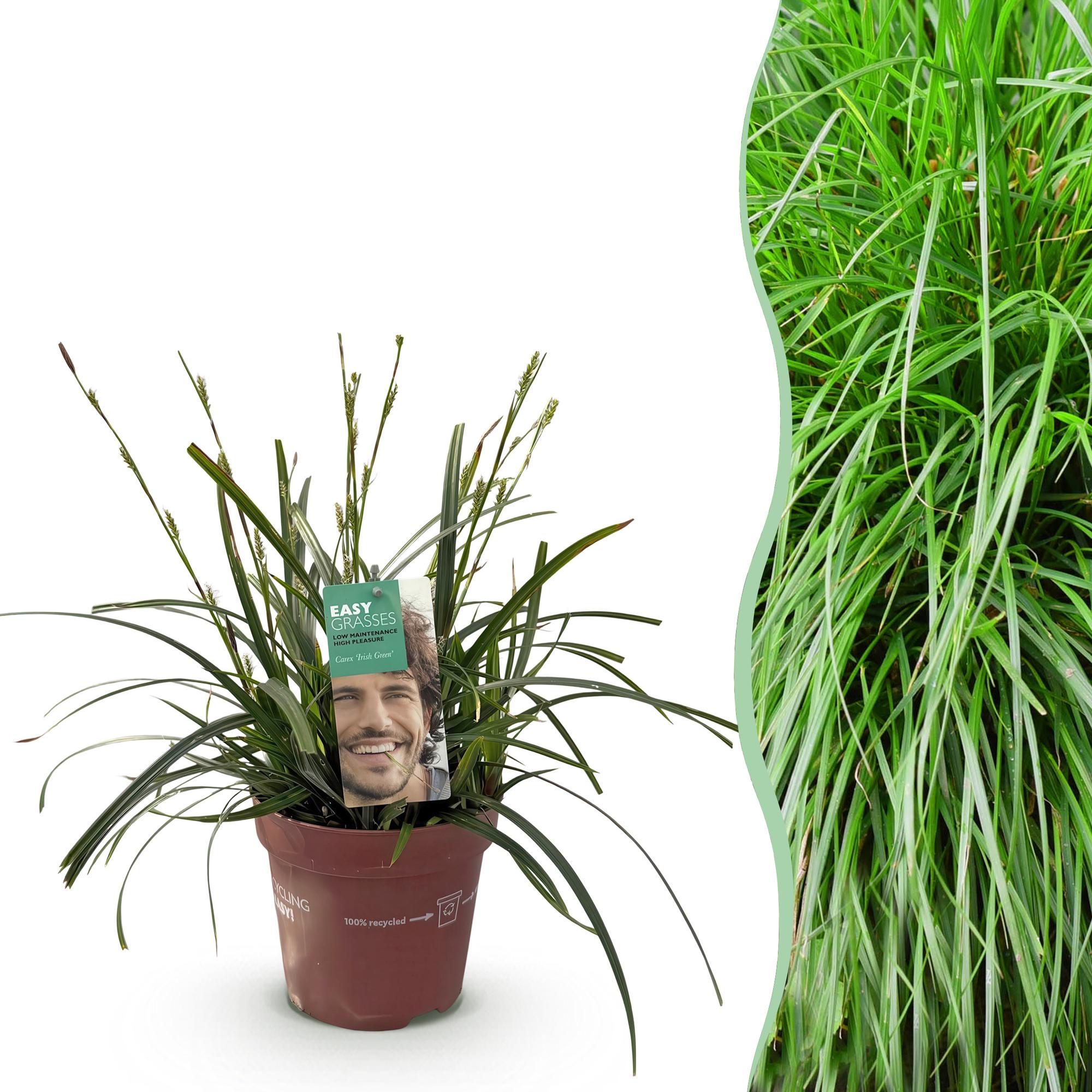 Carex oshimensis Intense Green - Groen - 1 Plant - Groenblijvend - Winterhard - Pot 17cm Hoogte 50cm