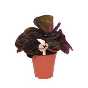 Kolibri Greens | Calathea Dottie - Ø9cm