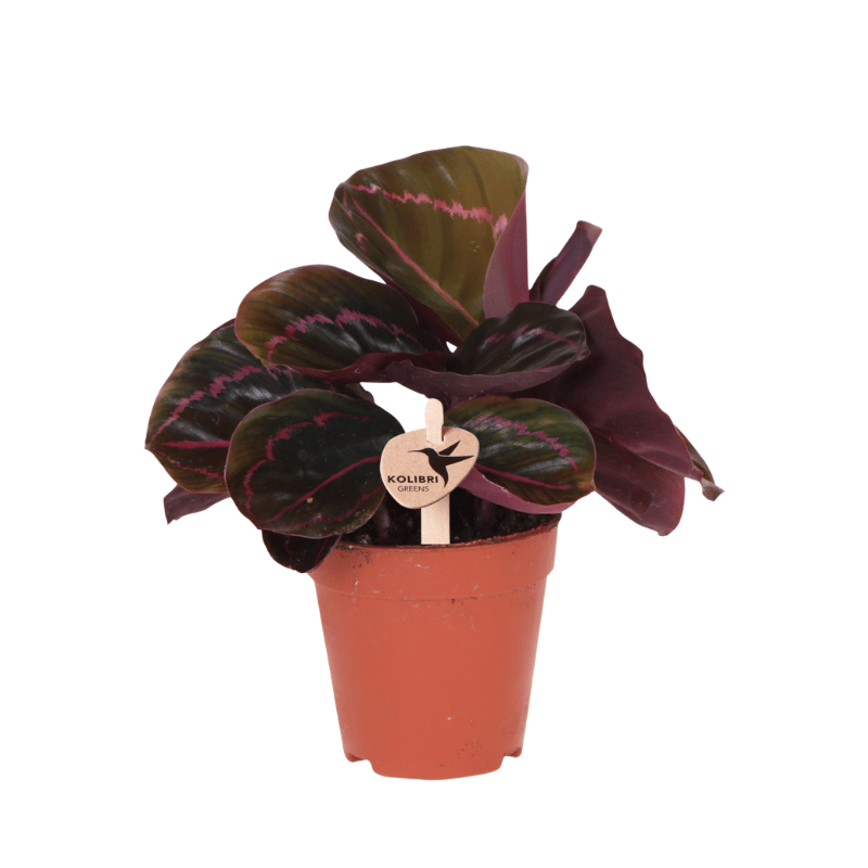 Kolibri Greens | Calathea Dottie - Ø9cm