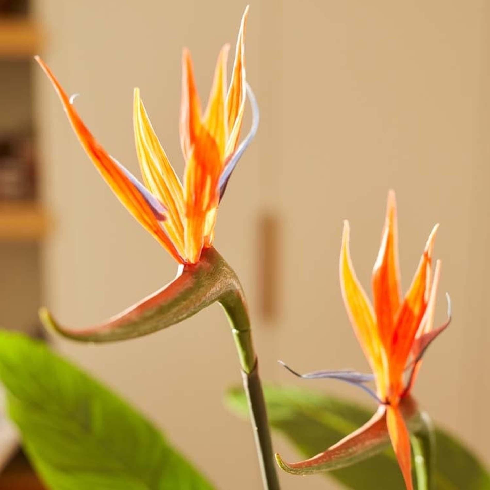 Strelitzia with flowers - 120cm - In black pot - Artificial plant