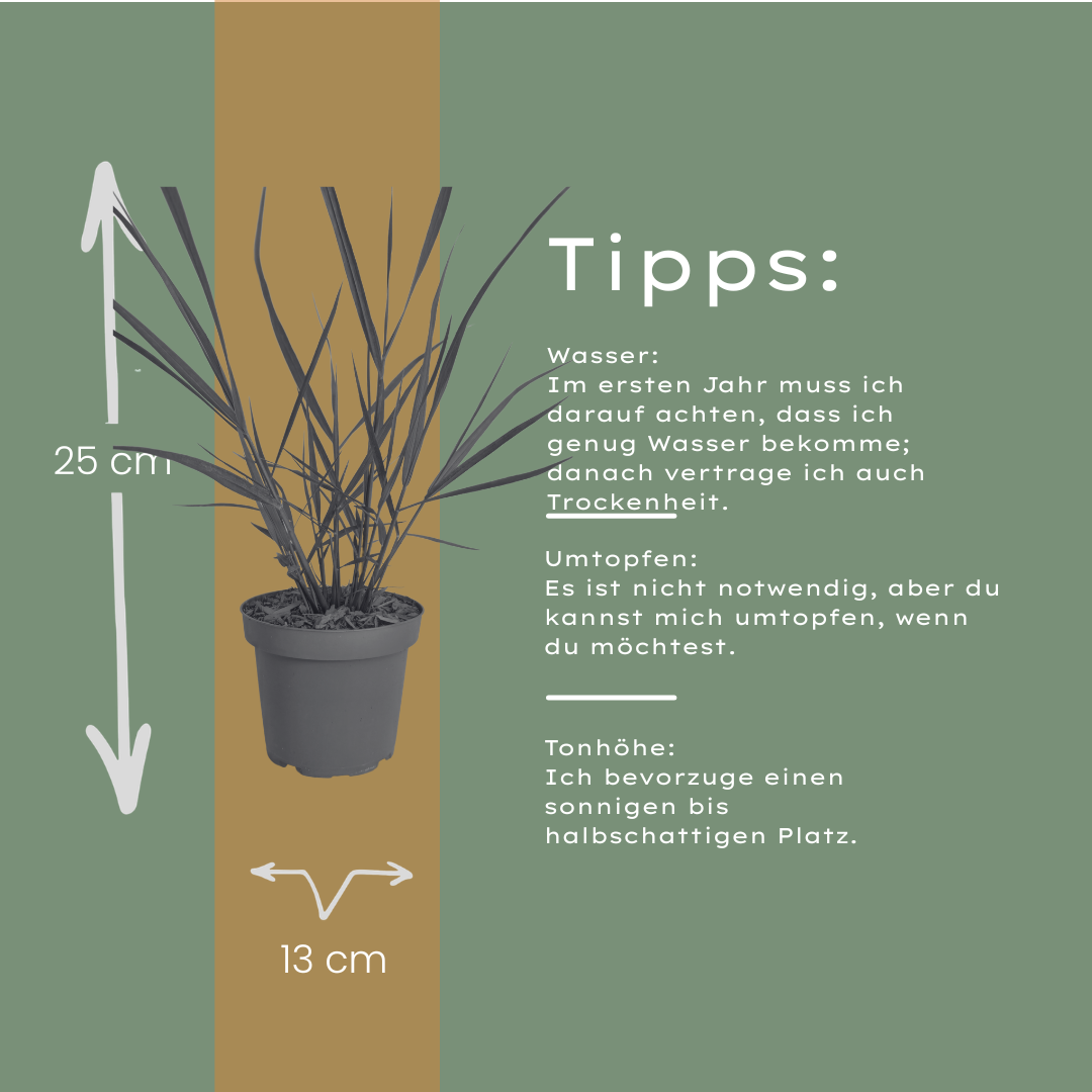 6x Panicum virgatum ‘Rotstrahlbusch’ – Siergras met warme herfstkleuren | Potmaat 12 cm