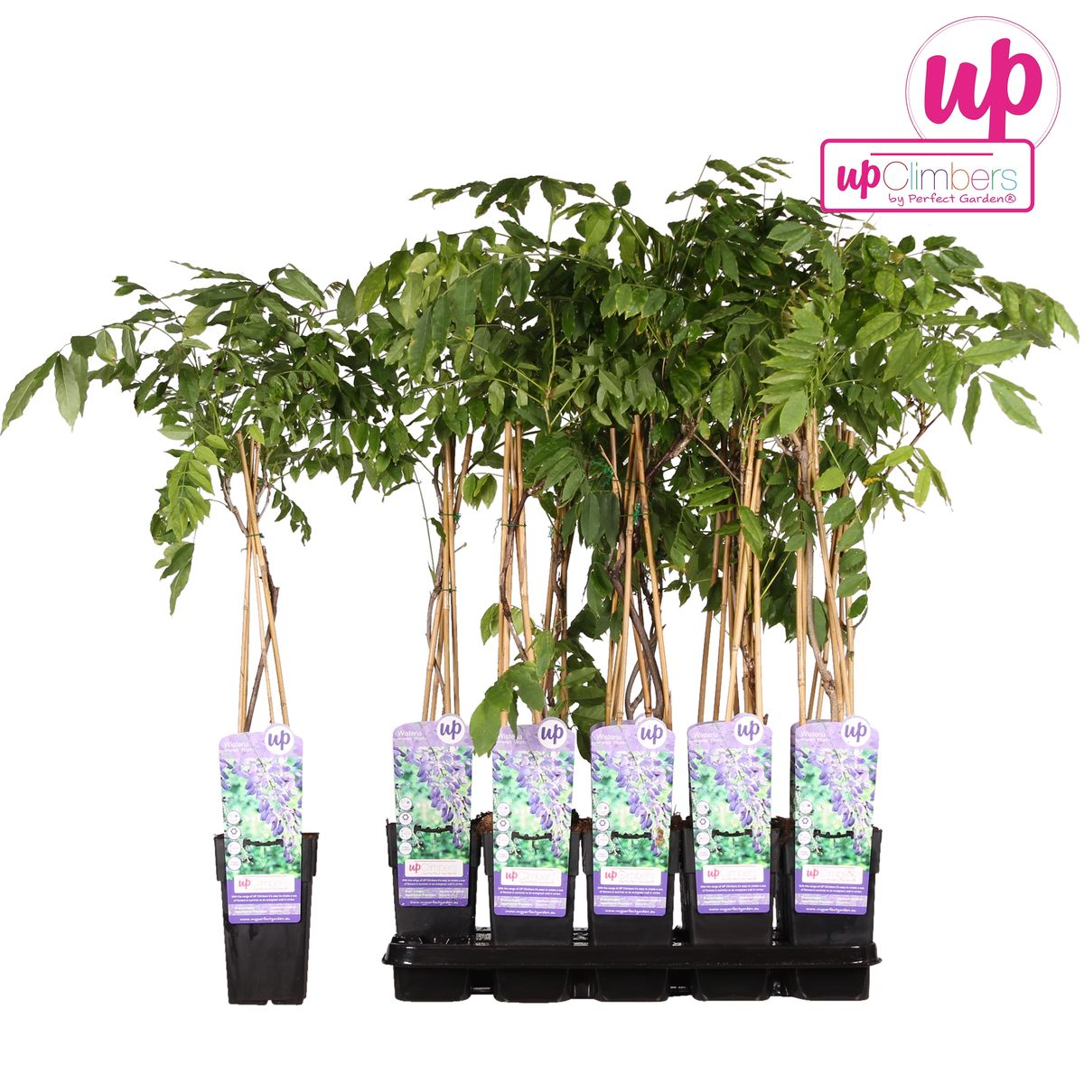 Wisteria sinensis 'Prolific' - Blue Rain - Ø15cm - ↕65cm