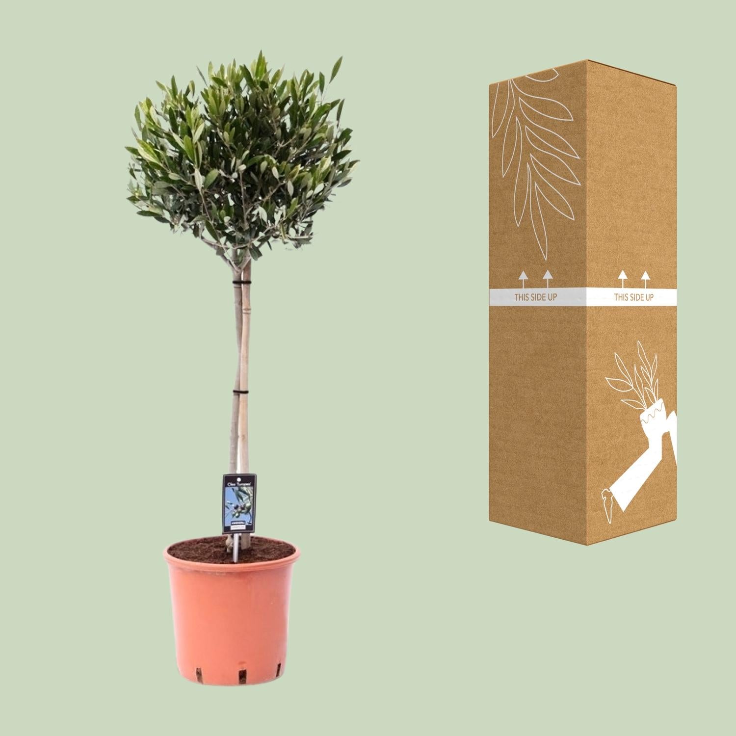 Olea Olivo - Ø22cm - ↕100cm