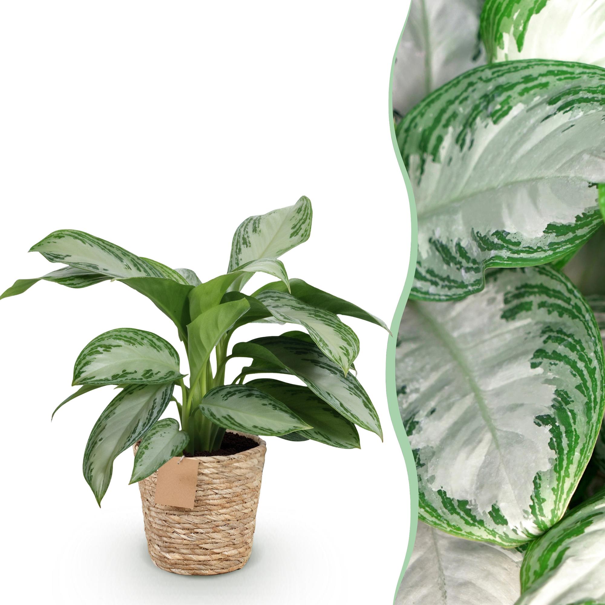 Aglaonema Silver Bay - Zilverblad - Weinig onderhoud - met mand - Groen - 1 Plant - Pot 17cm - Hoogte 70-75cm