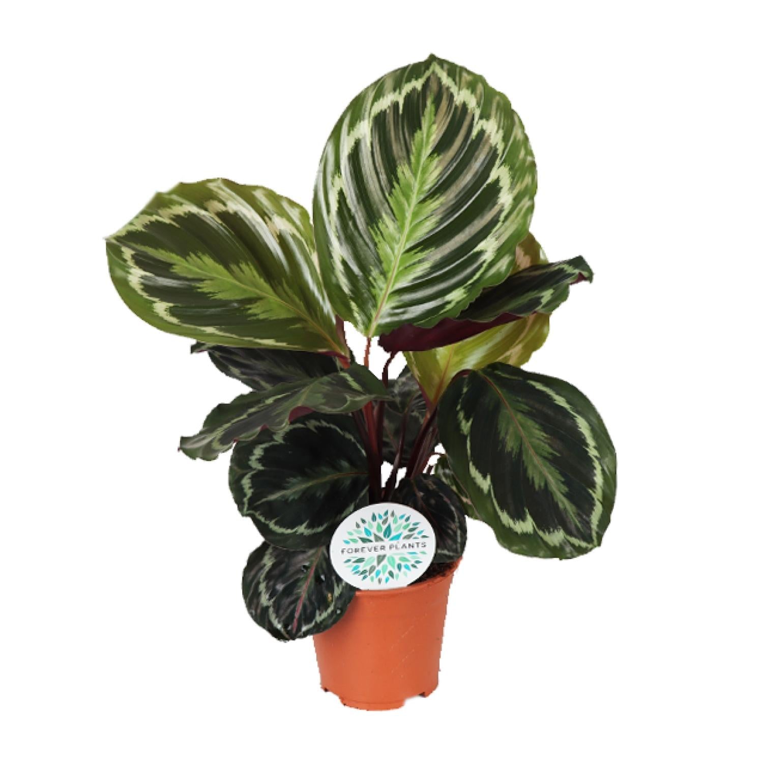 Medallón de Calathea - Ø14 cm - ↕45 cm