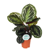 Medallón de Calathea - Ø14 cm - ↕45 cm