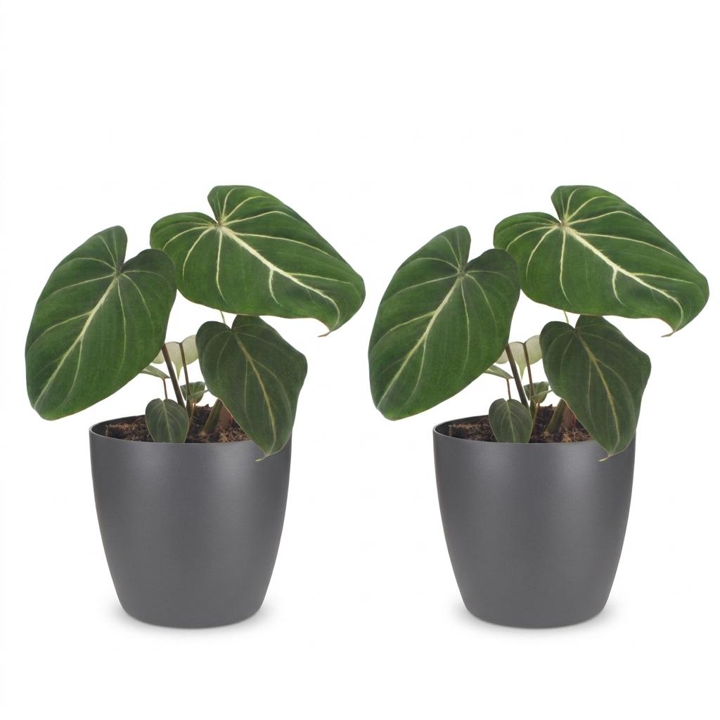 Philodendron Gloriosum - 2x - met Potter Grijs - Pot 12cm - Hoogte - 25cm