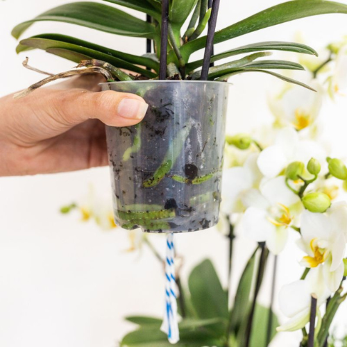 Kolibri Orchids | Witte Lausanne orchidee + groene Diabolo sierpot | incl. watergeeflont | potmaat Ø9cm | bloeiende kamerplant – vers van de kweker