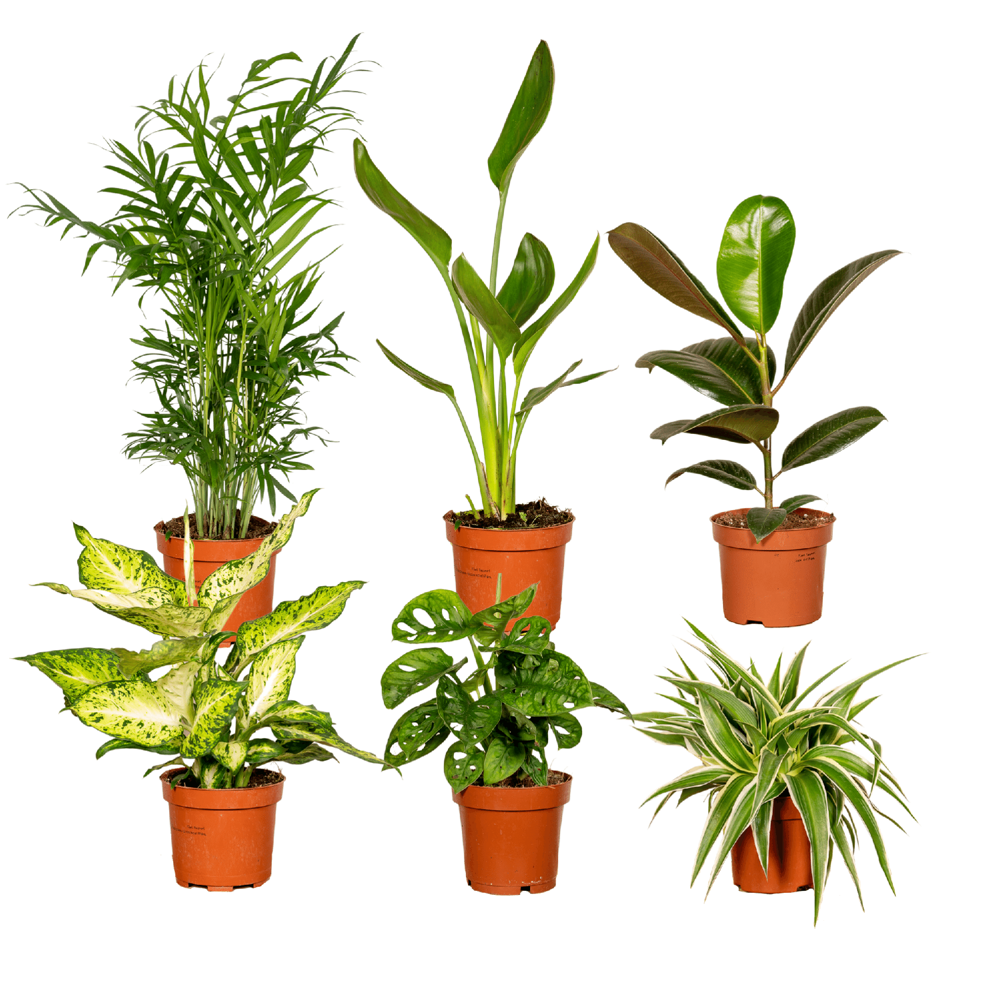 Überraschungsbox – Ø 12 cm – ↕ 25 cm – 6 Stück