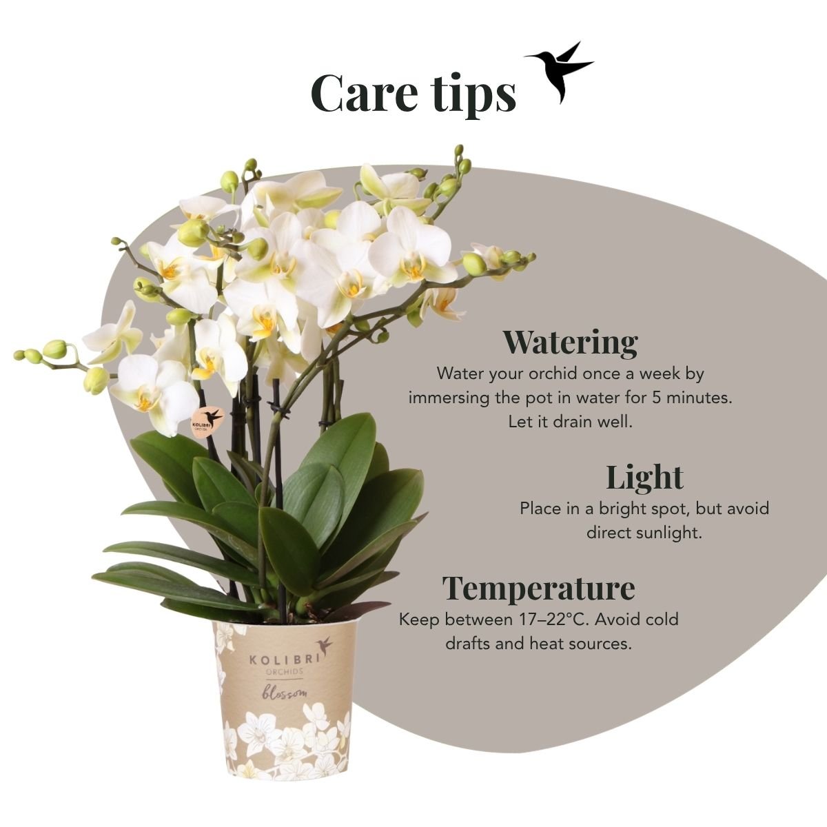 Kolibri Orchids | Combi Deal - 4 Witte Phalaenopsis Orchideeën Blossom Lausanne - Ø12 cm