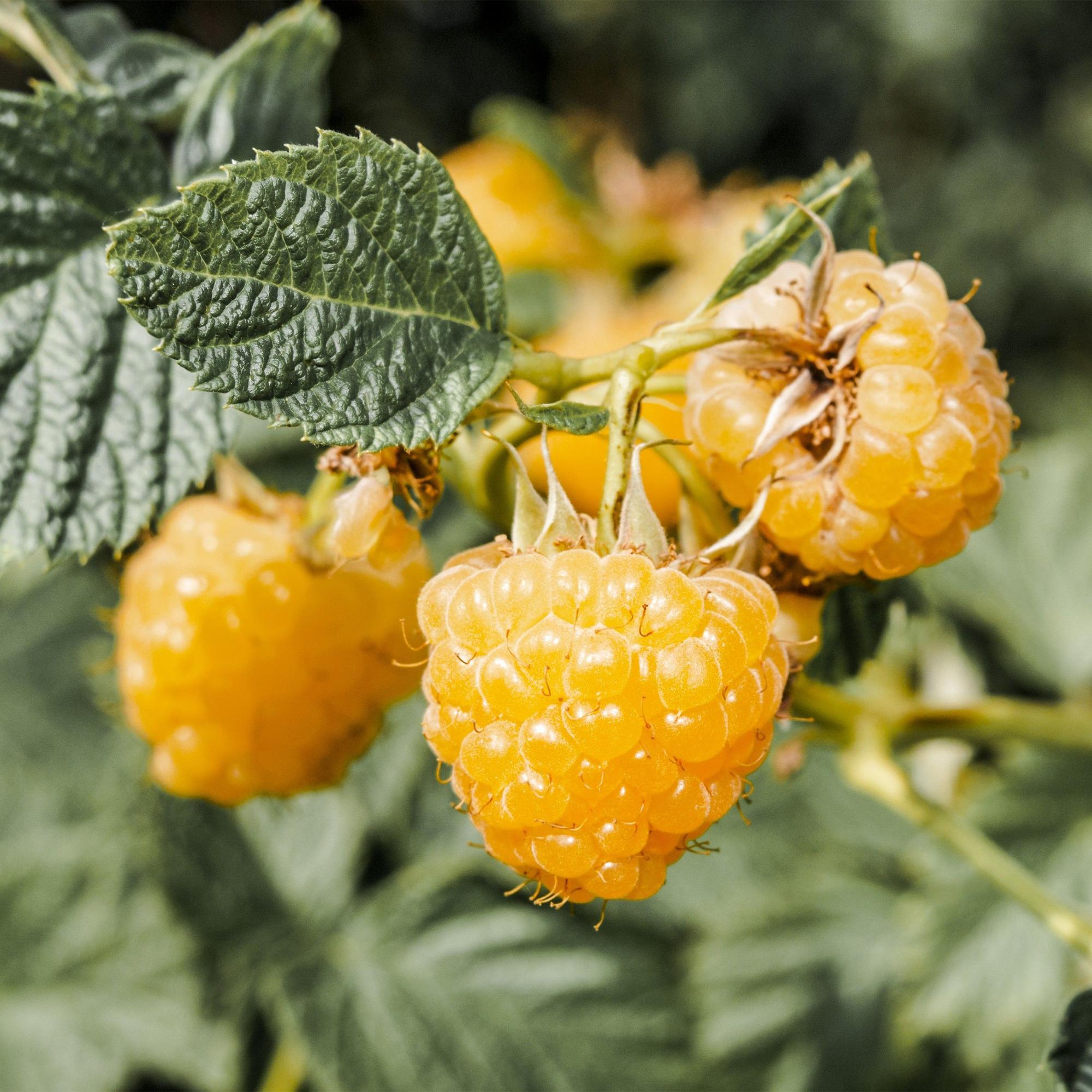 Rubus idaeus Fallgold - Frambozenplant - Winterhard - Gele Framboos - 2 Planten - Pot 15cm - Hoogte 50cm