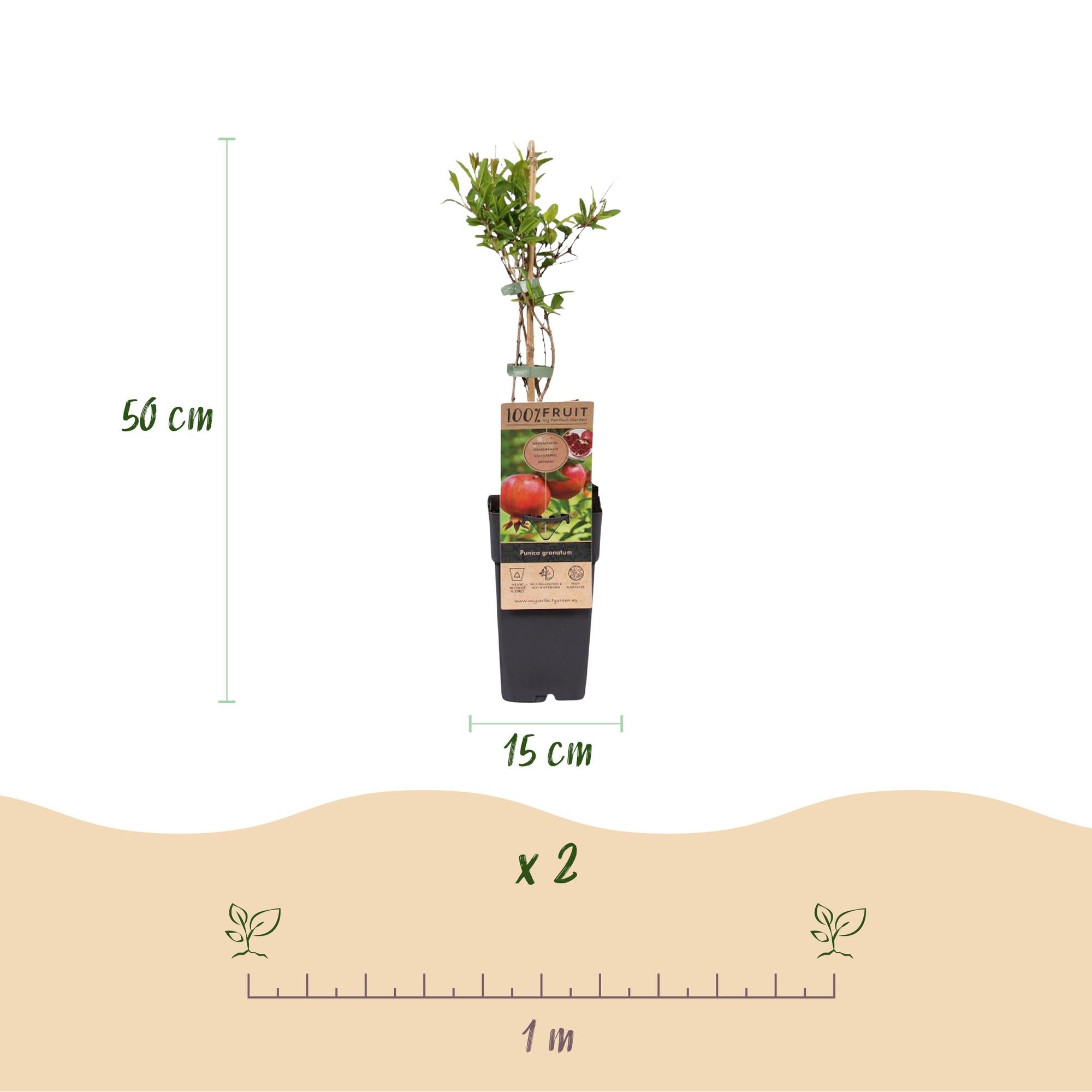 Punica granatum - Granaatappel - Winterhard - Rood-Oranje Vrucht - 2 Planten - Pot 15cm - Hoogte 50cm