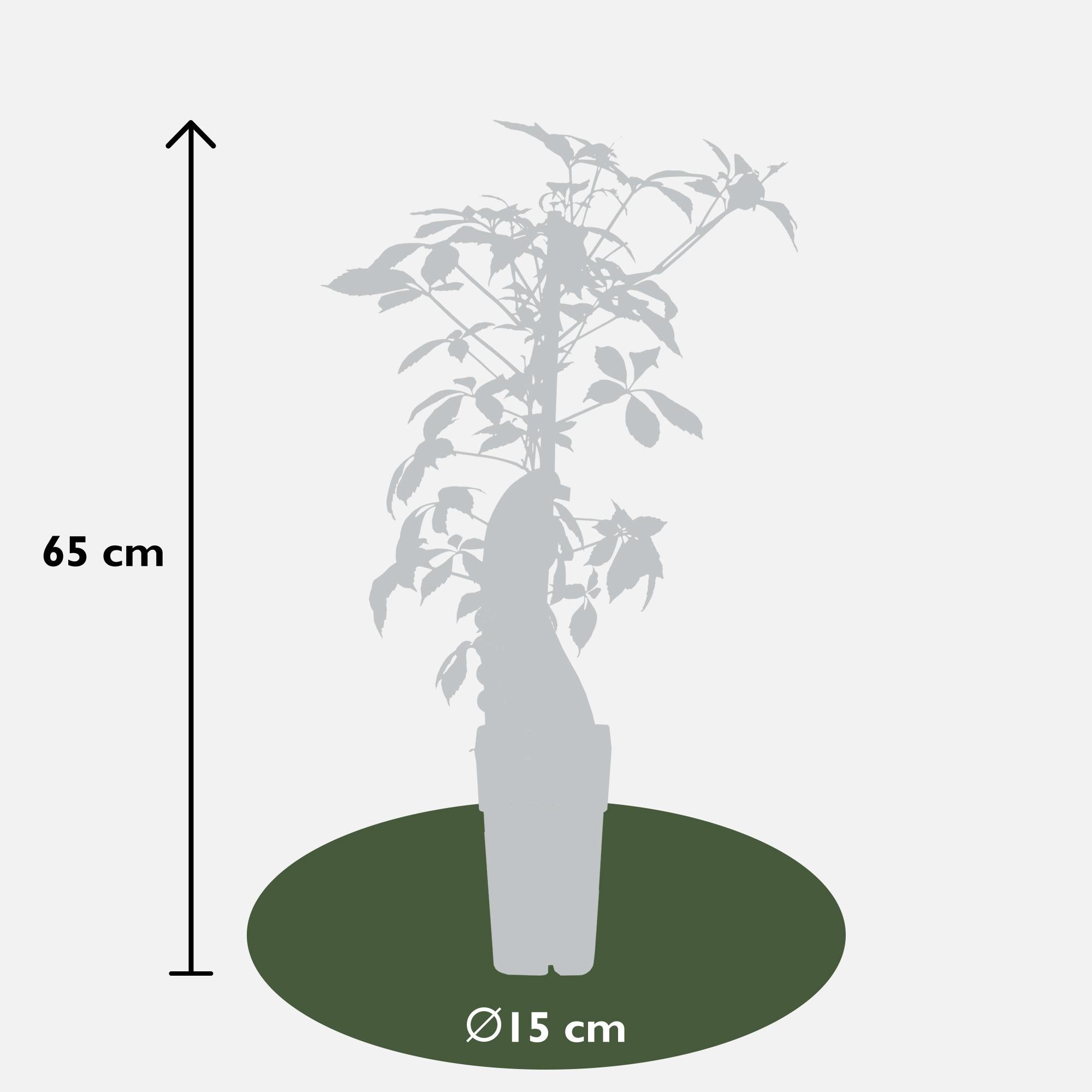Parthenocissus henryana – Chinesische Wildrebe – Ø 15 cm – ↕ 65 cm
