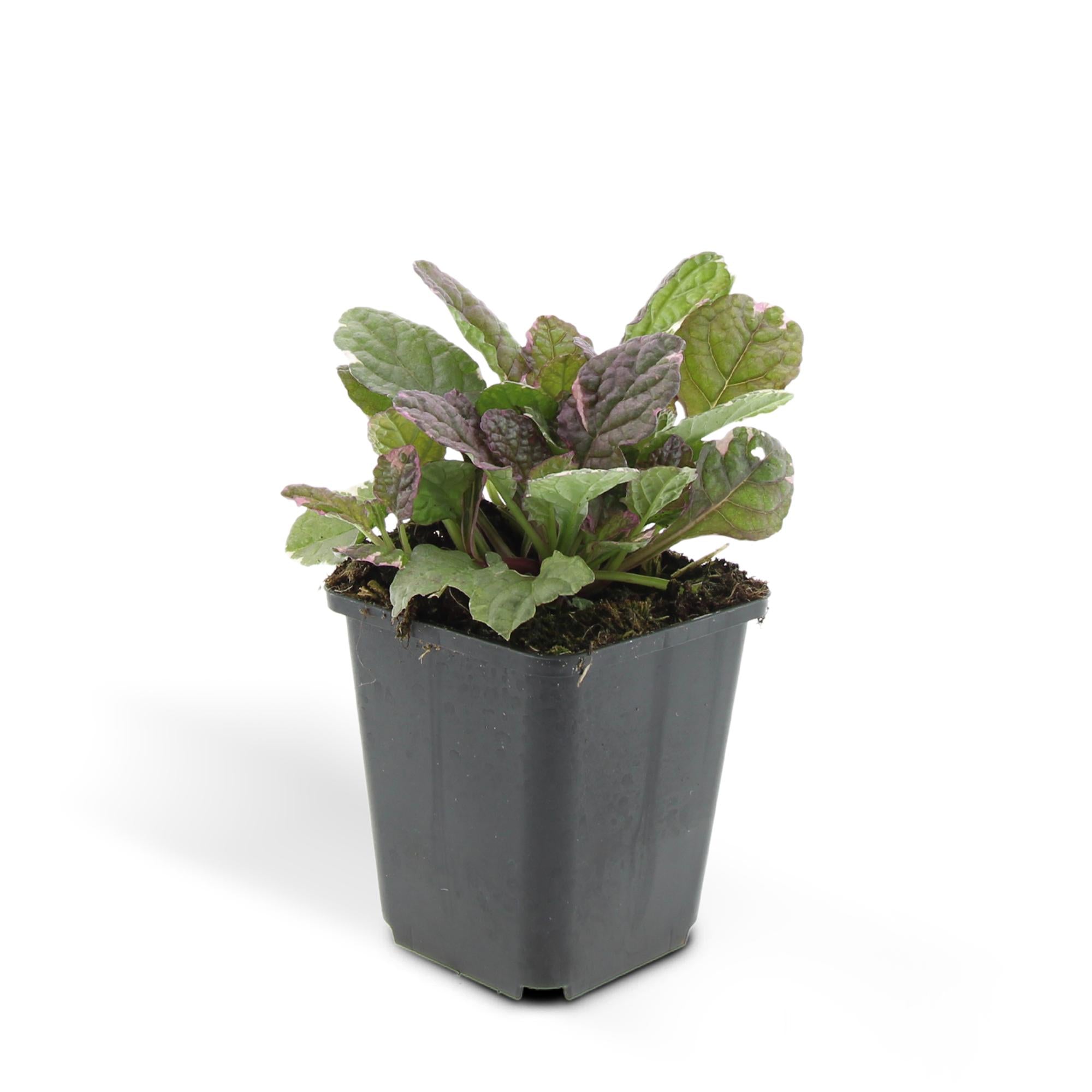 48x Ajuga reptans 'Burgundy Glow' - ↕10-25cm - Ø9cm