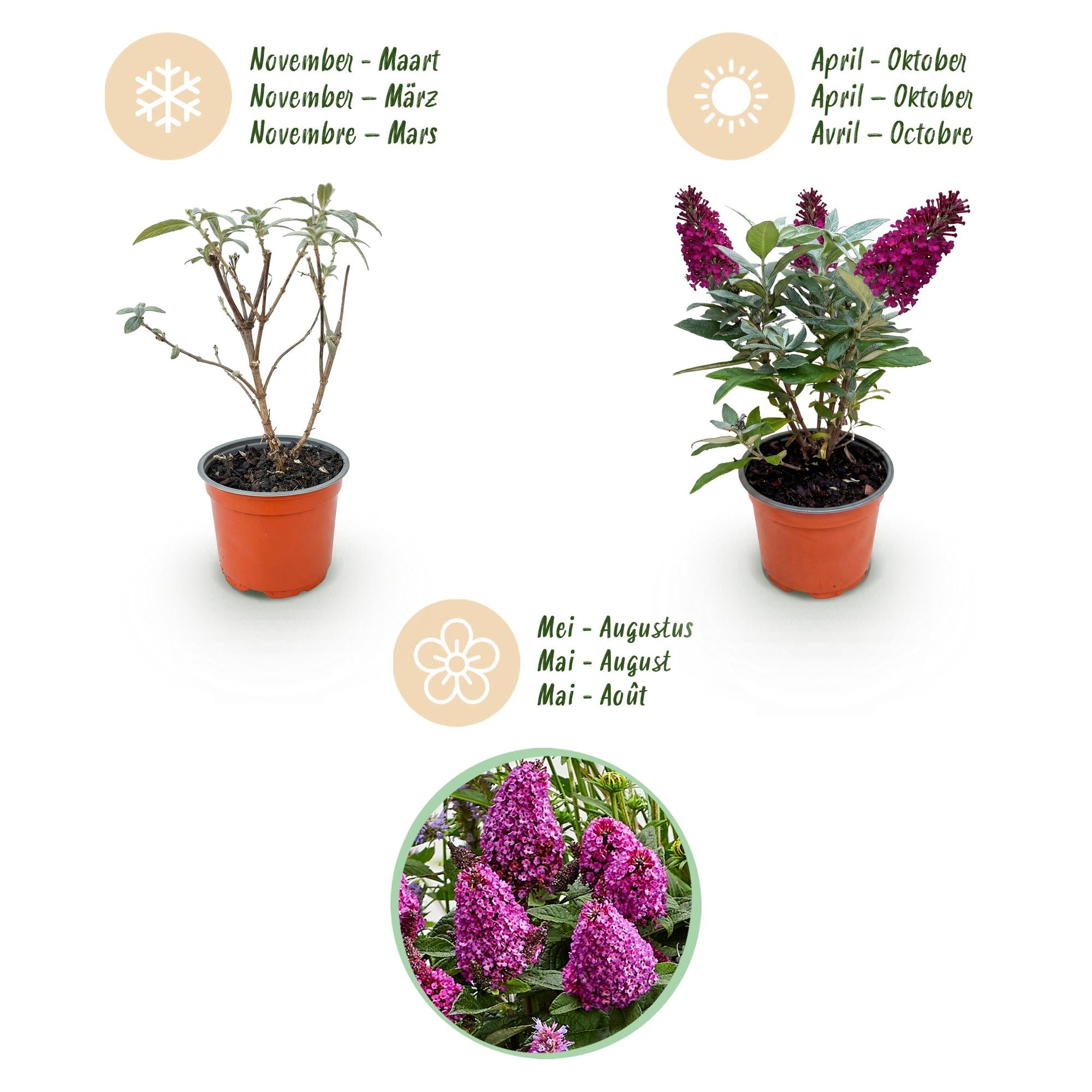Buddleja davidii Butterfly Candy Little Ruby - Vlinderstruik - Compact - Rood - 1 Plant - Pot 12cm - Hoogte 20-25cm