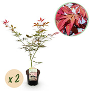 Green boutiQ – Terrassenpflanze – Japanischer Ahorn (Acer palmatum Sumi-nagashi) – Rot – 2 Pflanzen – Laubabwerfend – Topf 19 cm, Höhe 70 cm