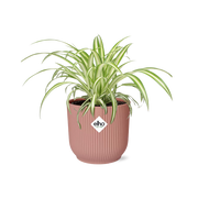 Chlorophytum Comosum Variegatum in ELHO Vibes Fold 14cm roze