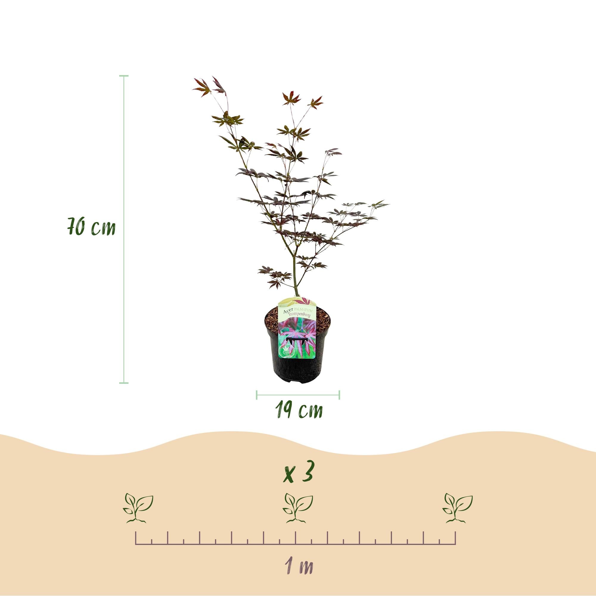 Green boutiQ – Terrassenpflanze – Japanischer Ahorn (Acer palmatum Trompenburg) – Dunkelviolett – 1 Pflanze – Laubabwerfend – Topf 19 cm, Höhe 70 cm