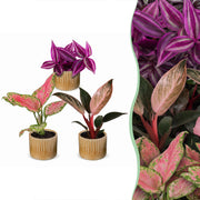 Baby Planten Paradise Mix - Diversen 3x - Tropisch - incl. Linnea Honey - Ø6cm - ↕10-15cm