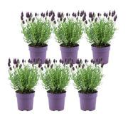 Lavandula stoechas Anouk® - 12 cm Topf - Set mit 6 gekämmten Lavendelpflanzen