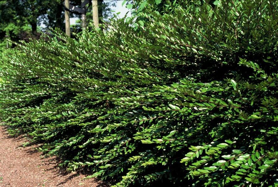 60x Lonicera pileata - ↕10-25cm - Ø9cm