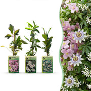 Klimplaten Tricolor Colourfull - Driekleurige klimplaat 9x - Licht Roze - Wit - Paars - Klimplant - Ø9cm - ↕35cm