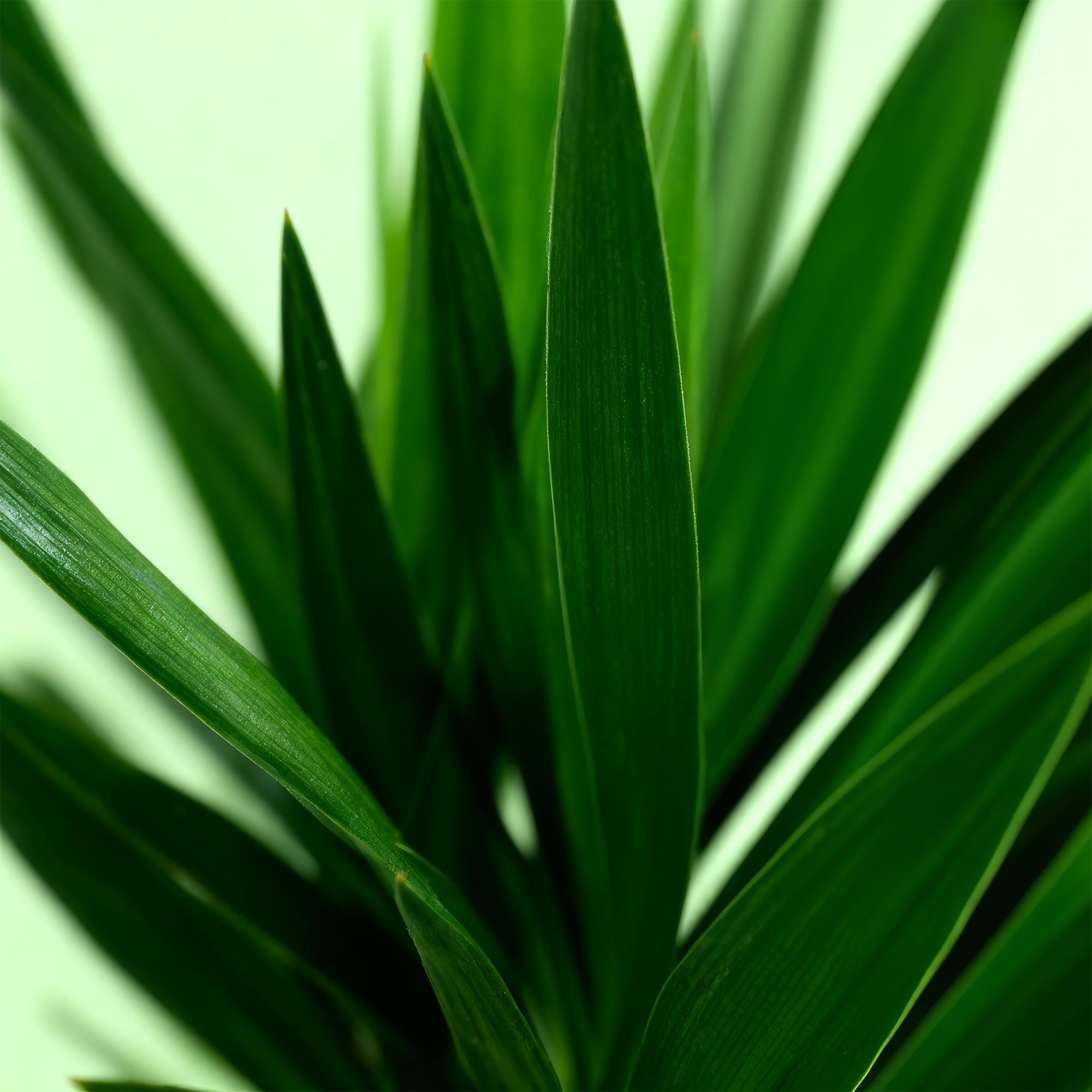 Yucca elephantipes - Weinig onderhoud - Groen - 1 - Pot 19cm - Hoogte 120cm