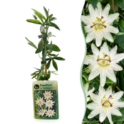 Passiflora ca. 'Constance Elliott' - Passiebloem 'Constance Elliott' 4x - Wit - Klimplant - Ø9cm - ↕35cm