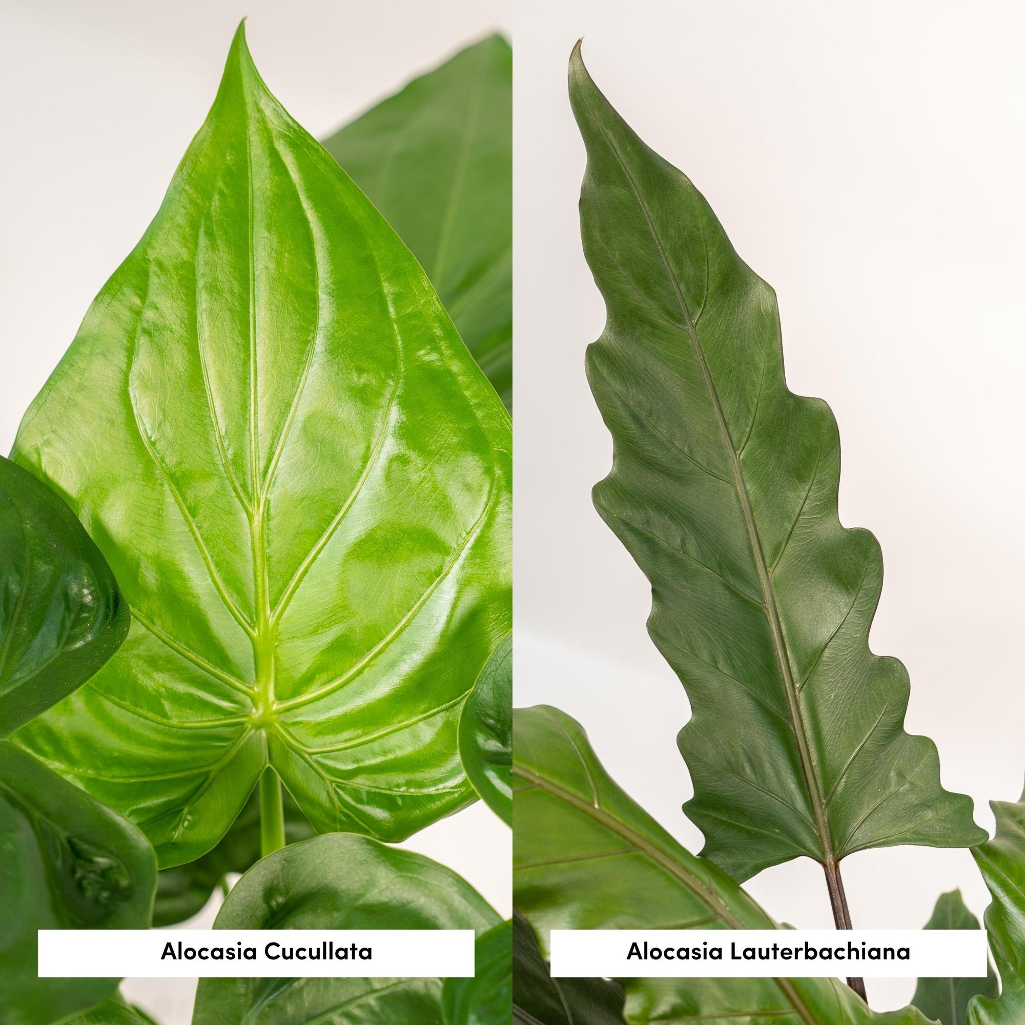 Alocasia Cucullata - Ø19cm - ↕60cm + Alocasia Lauterbachiana - Ø19cm - ↕75cm + Cesta Igmar