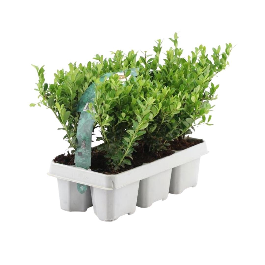 Lot de 12 x 6 Ilex crenata 'Jenny' - Ø7 cm - ↕15 cm